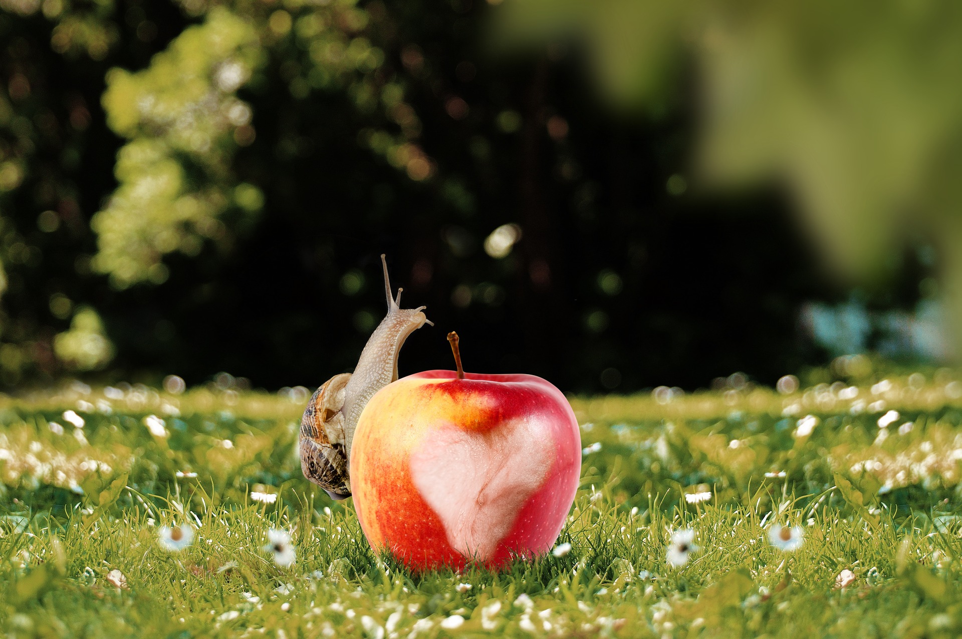 Snail on the apple photo