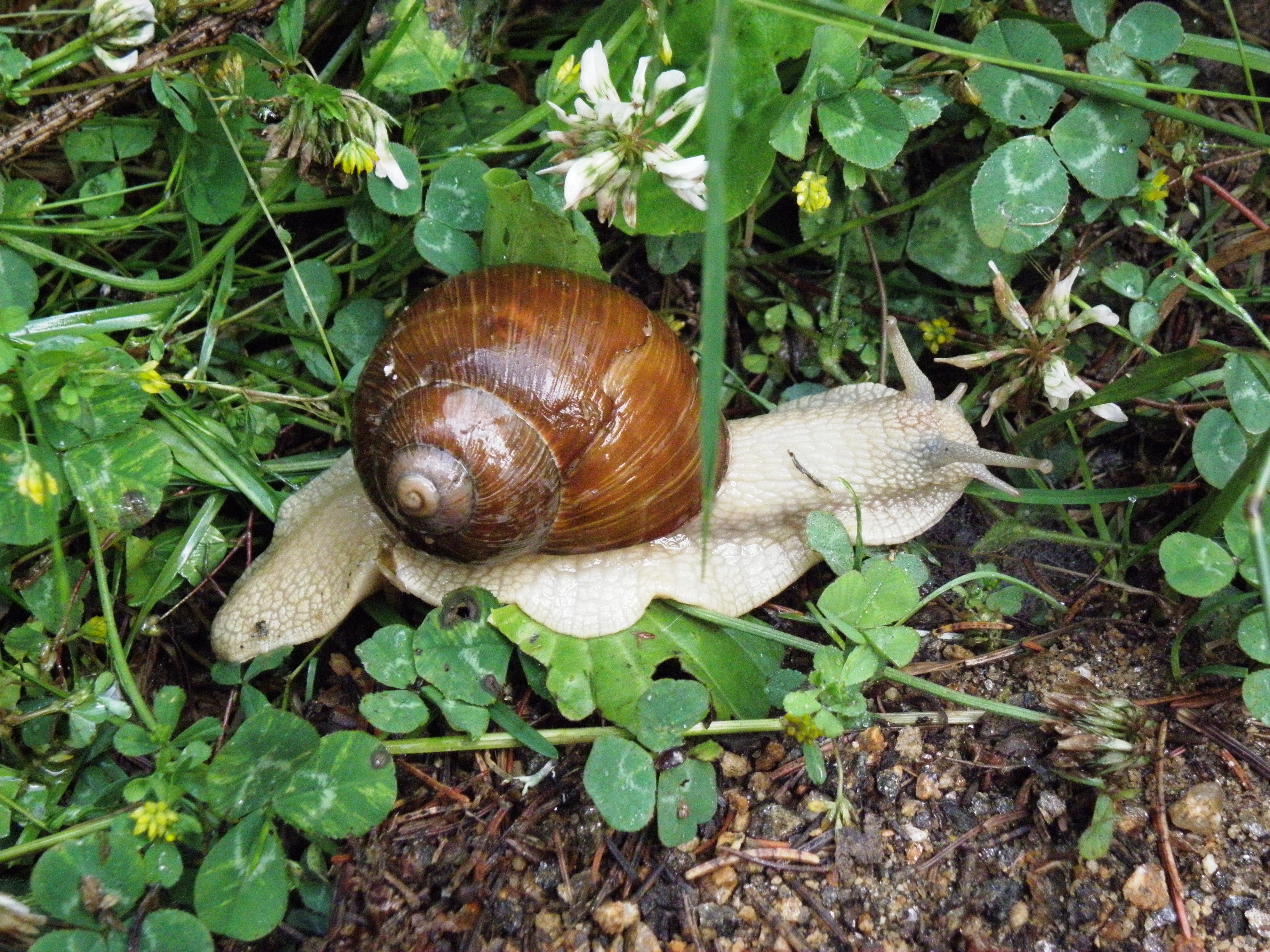 Snail on the grass photo