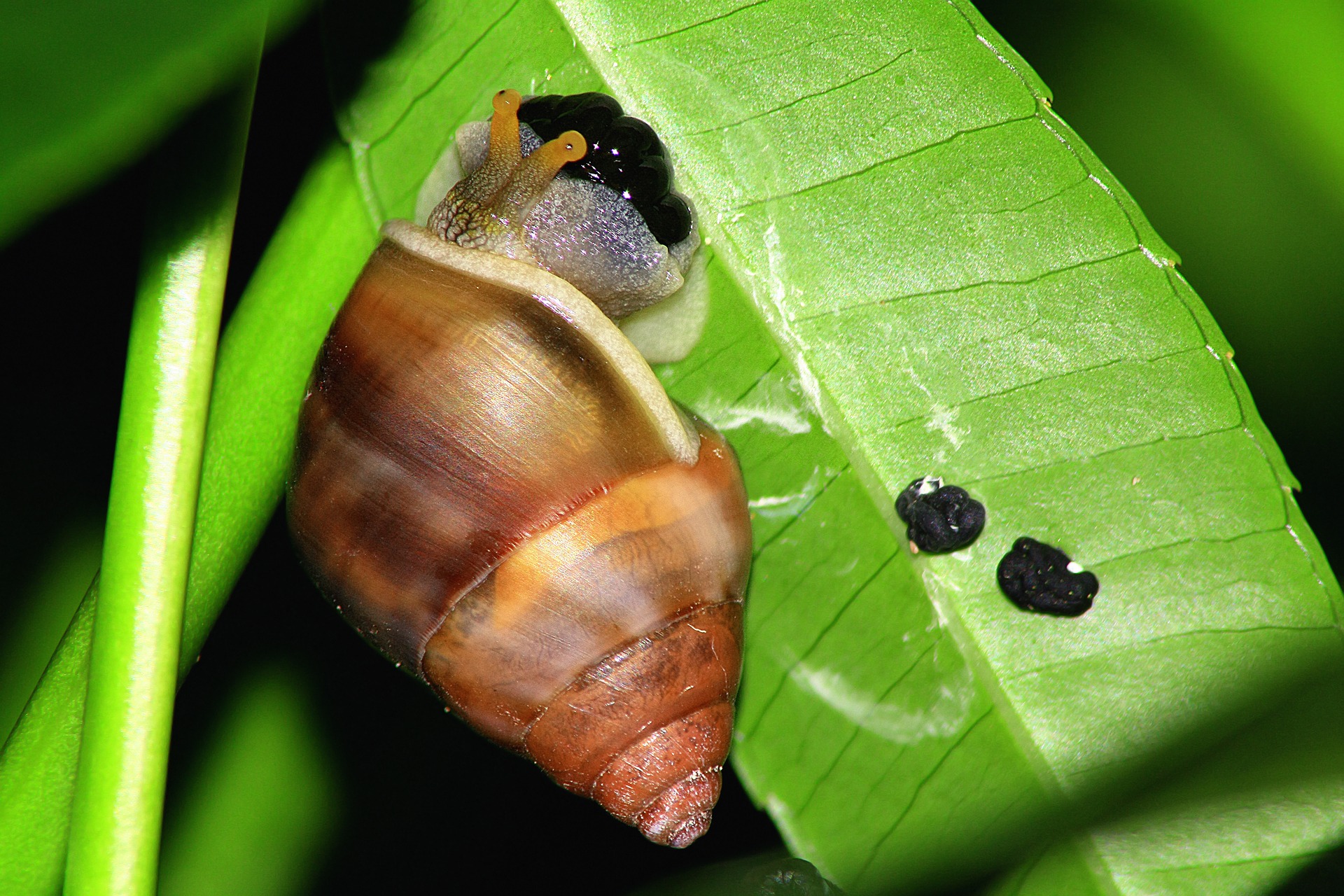 Snail on the leave photo