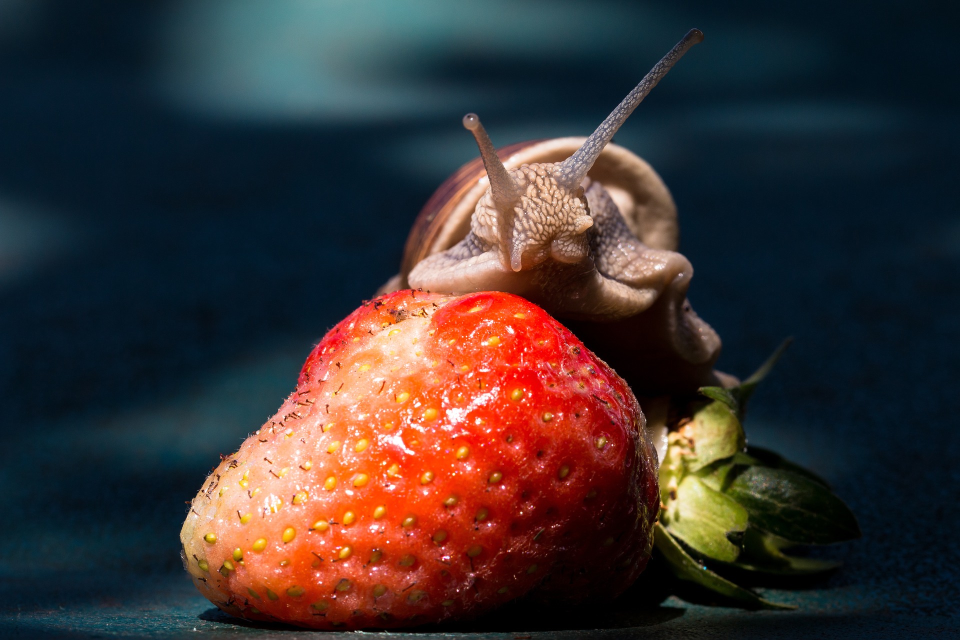 Snail on the strawberry photo