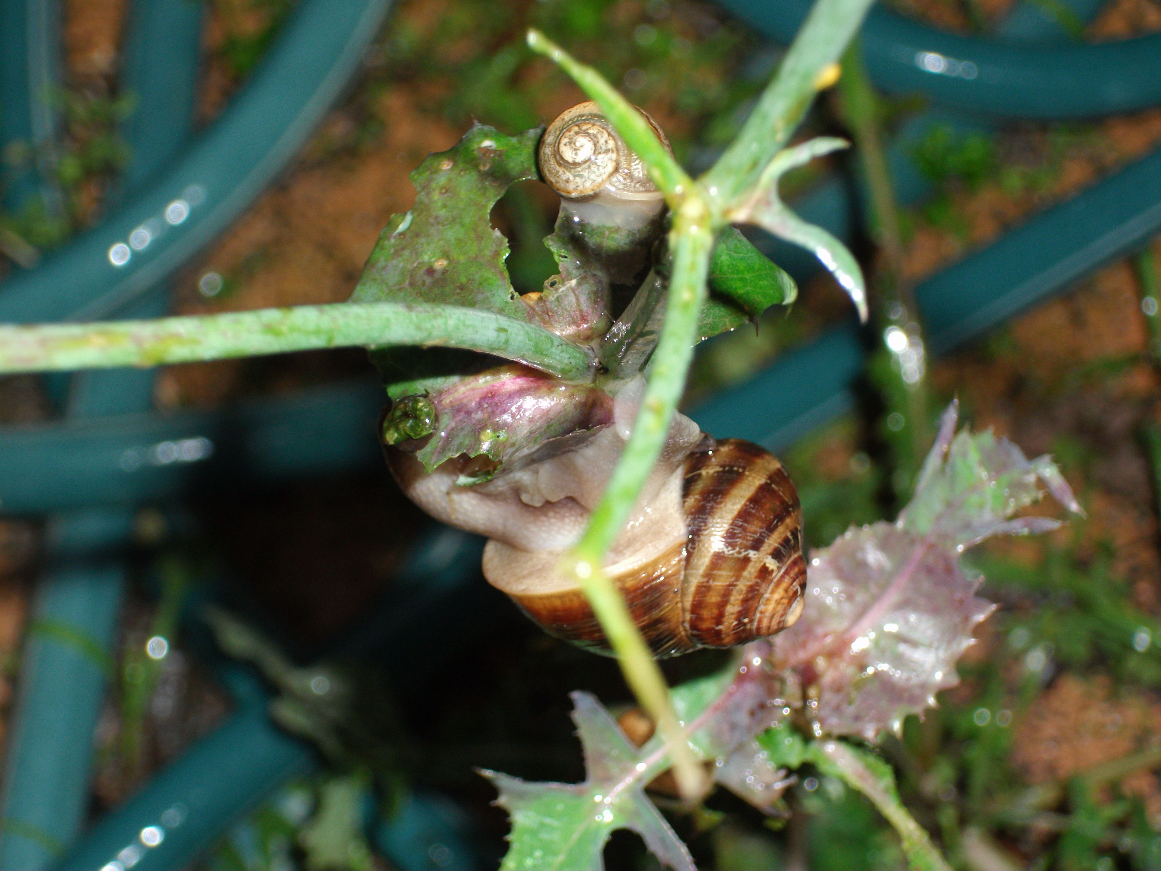 Happy snails munching on a Milk Thistle. I love snails ♥ | My ...