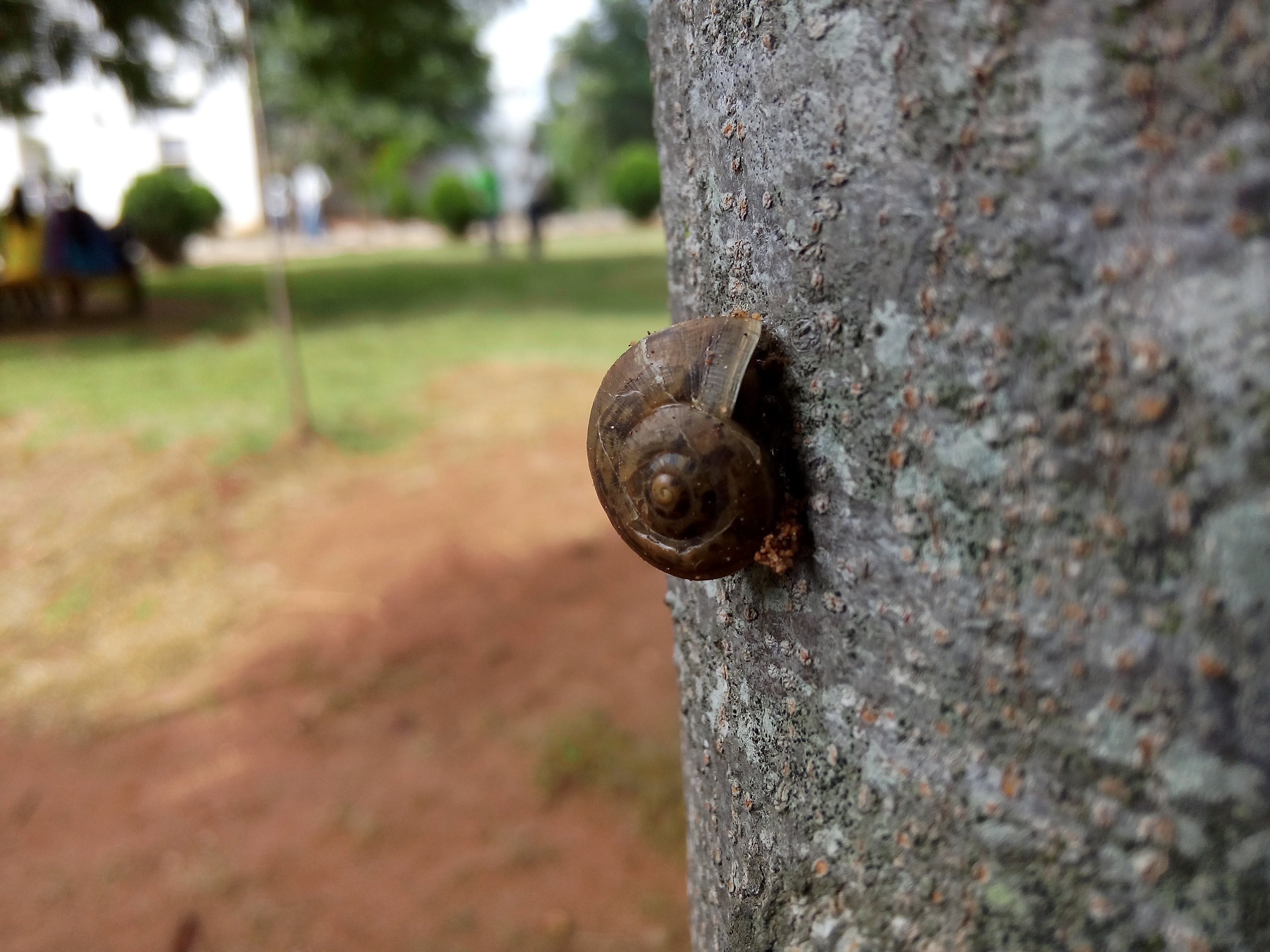Shallow Focus Photography of Brown Snail on Tree Trunk · Free Stock ...