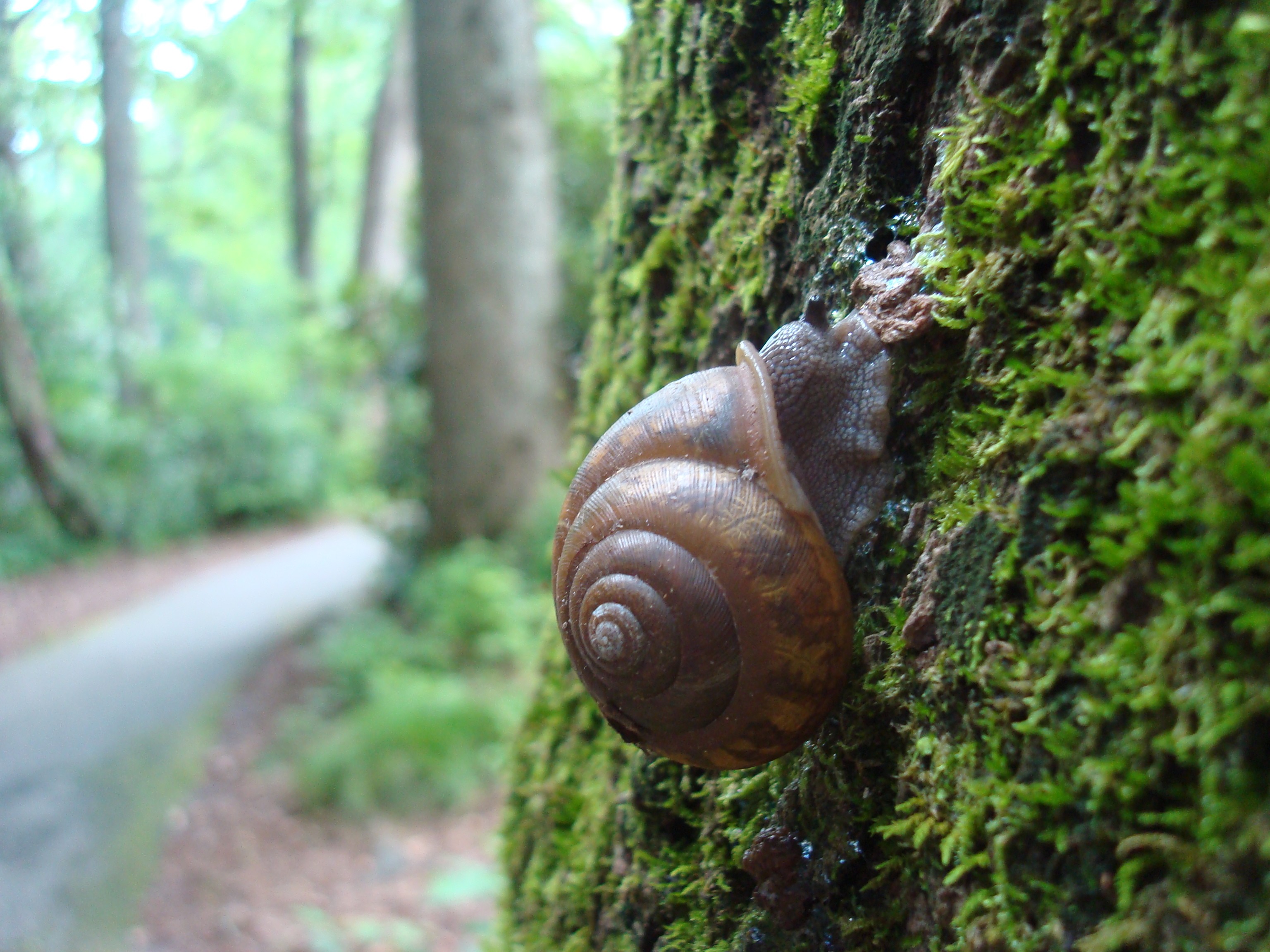 Bugs: Tree Bugs Crossing Chance Camping Snail Nature Dentist Beetle ...