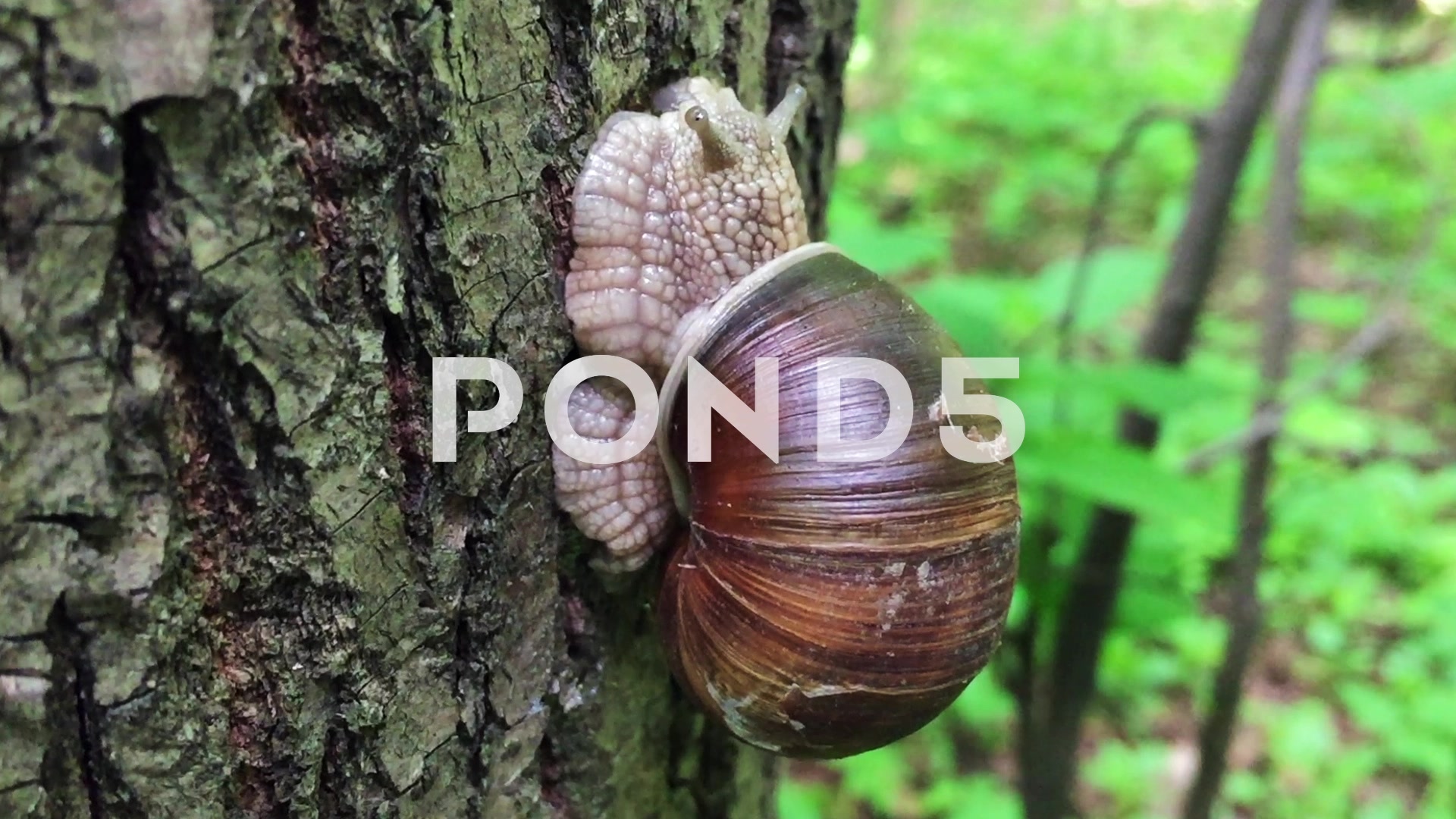 Stock Video: Big burgundy snail on a tree ~ #67288454