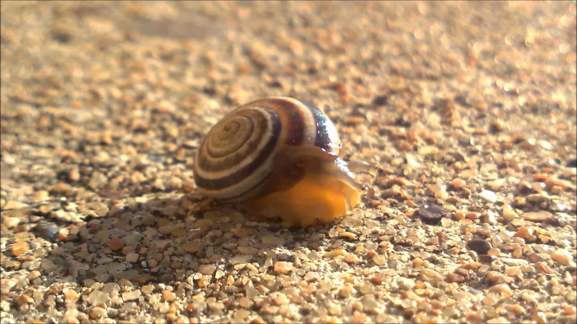 A Leisure Snail - YouTube