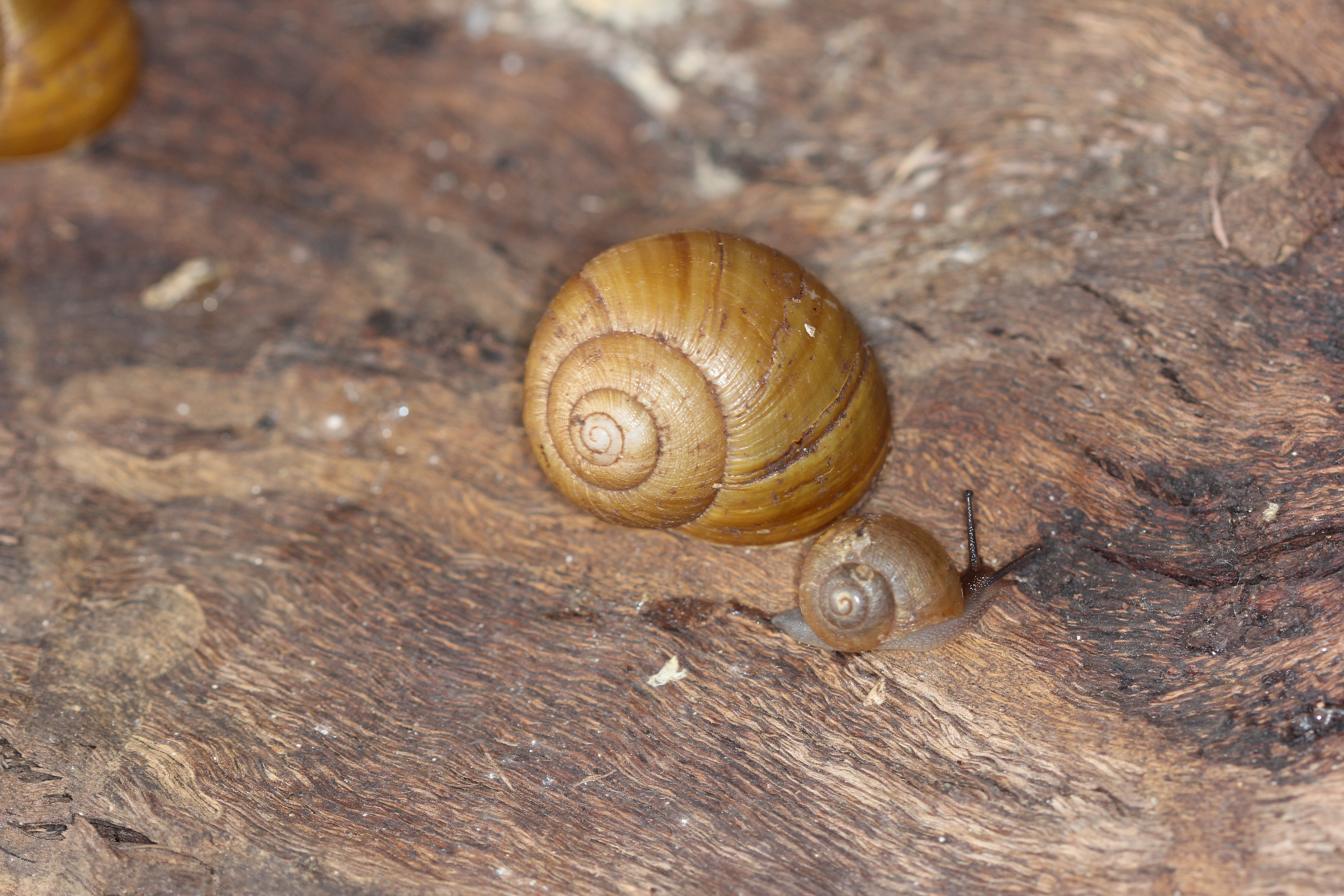 Are snails born with shells? | Facts About Snails