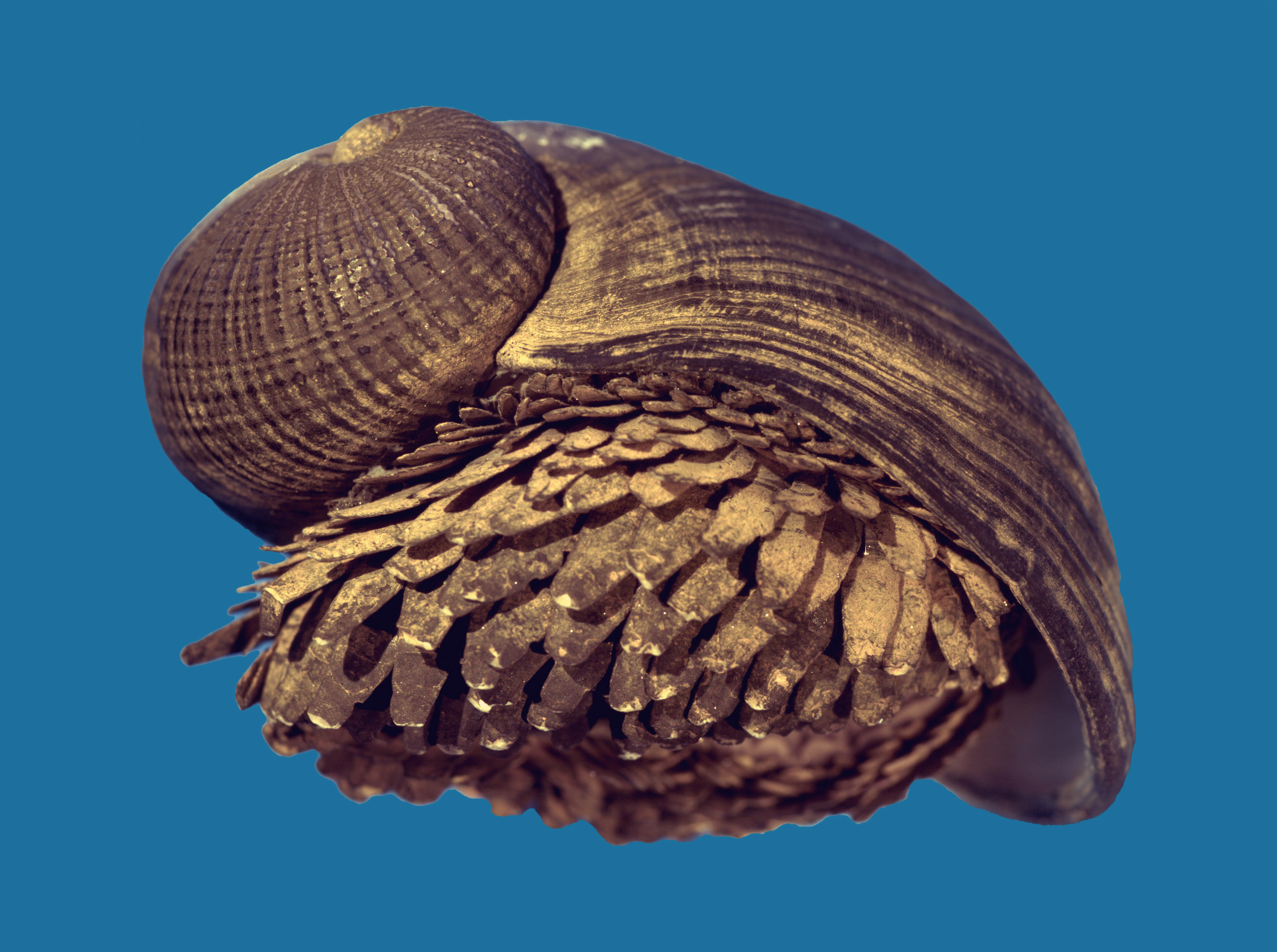 Absurd Creature of the Week: The Badass Snail That Has a Shell Made ...