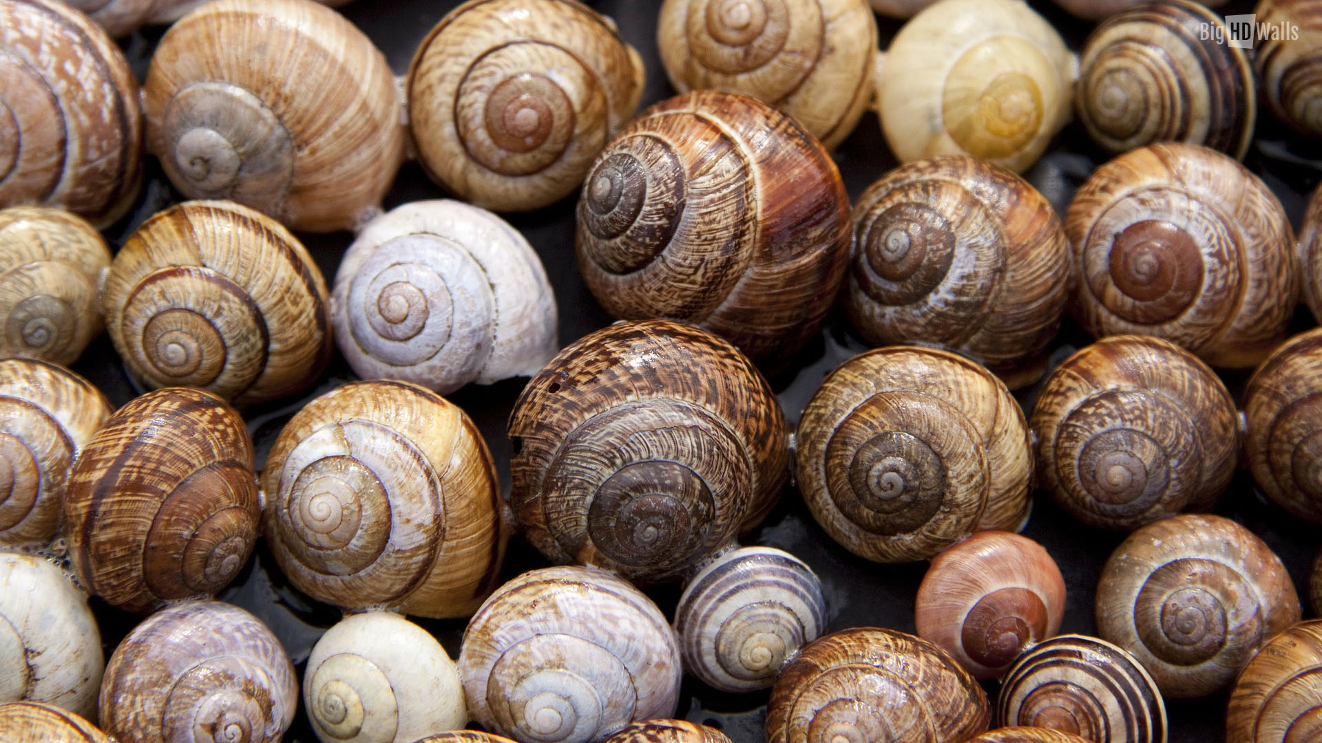 Snail Sh HD Wallpaper, Background Images