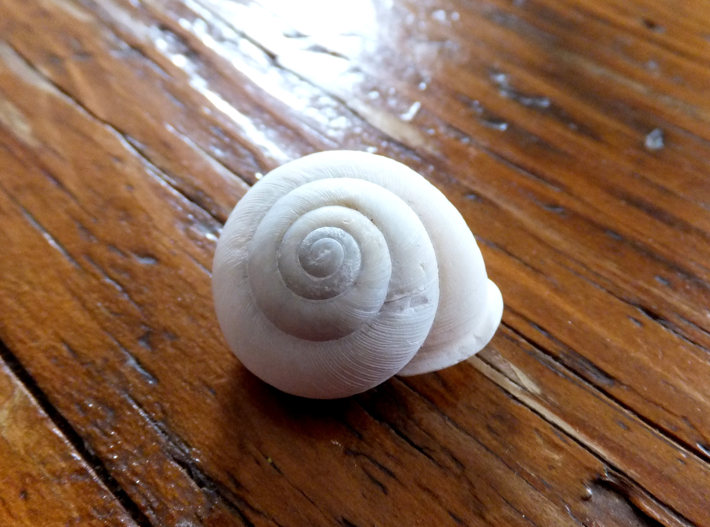 snail shell | thecourseofourseasons