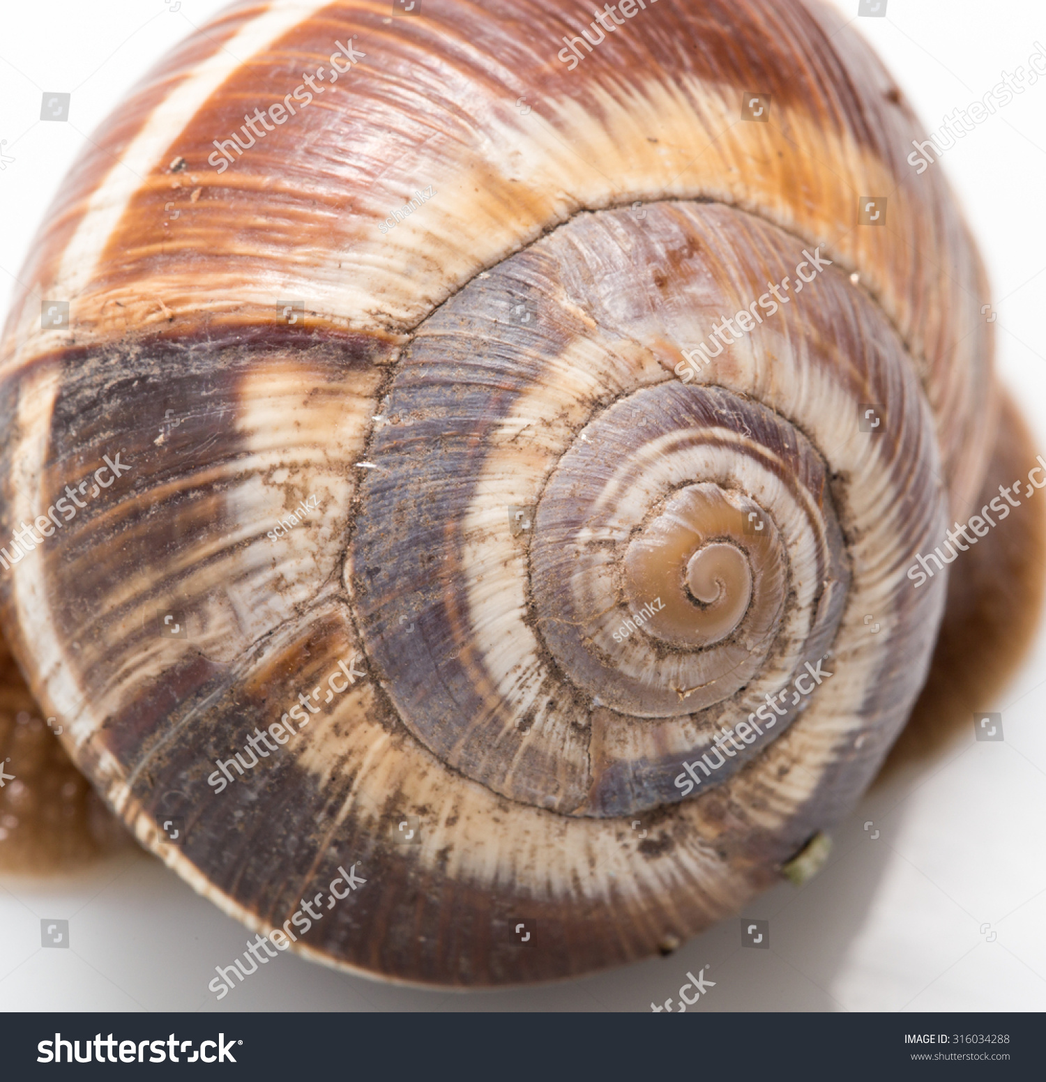 Snail Shell Background Super Macro Stock Photo (Royalty Free ...