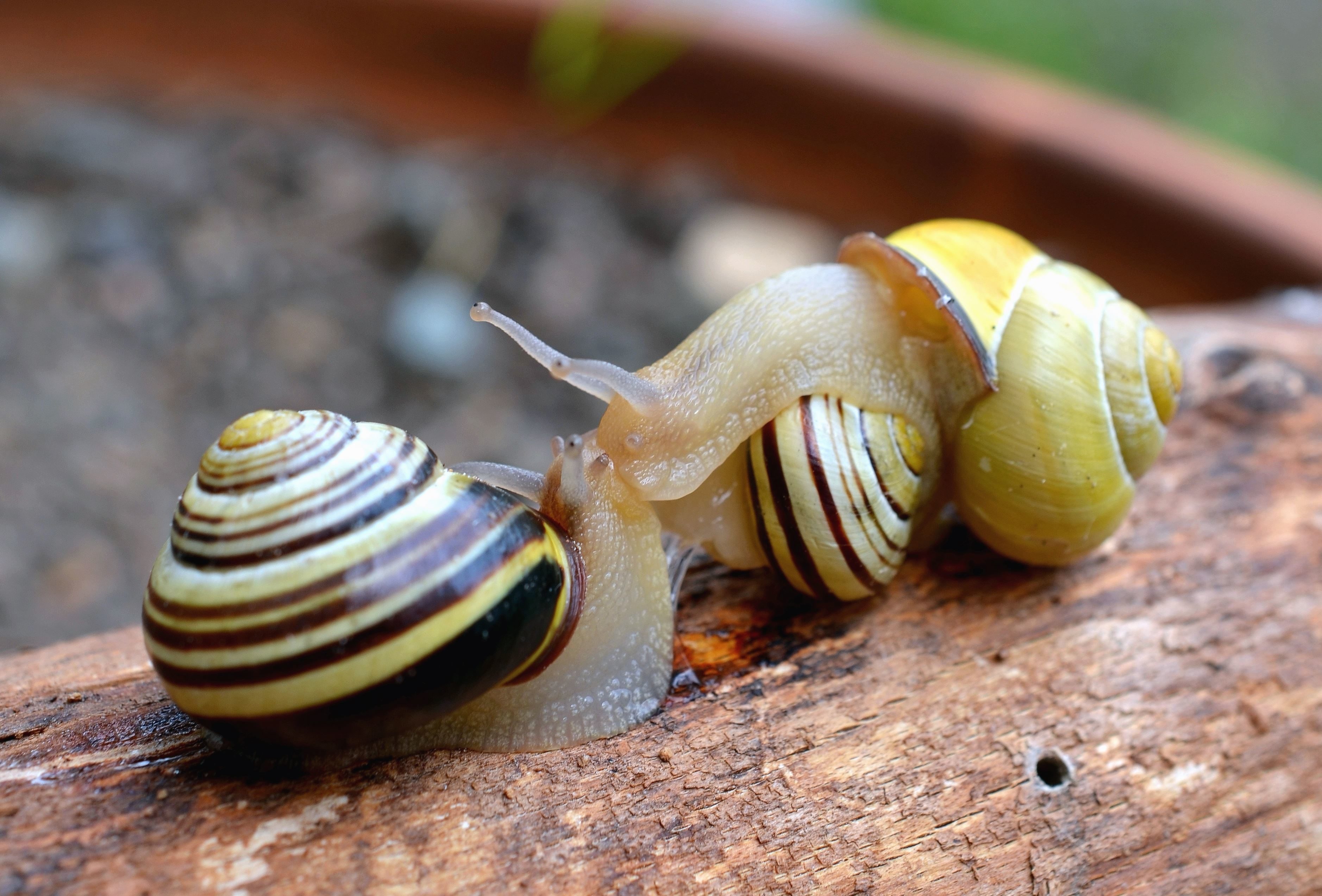 Free picture: snail, shell, invertebrate, wood, forest, animal
