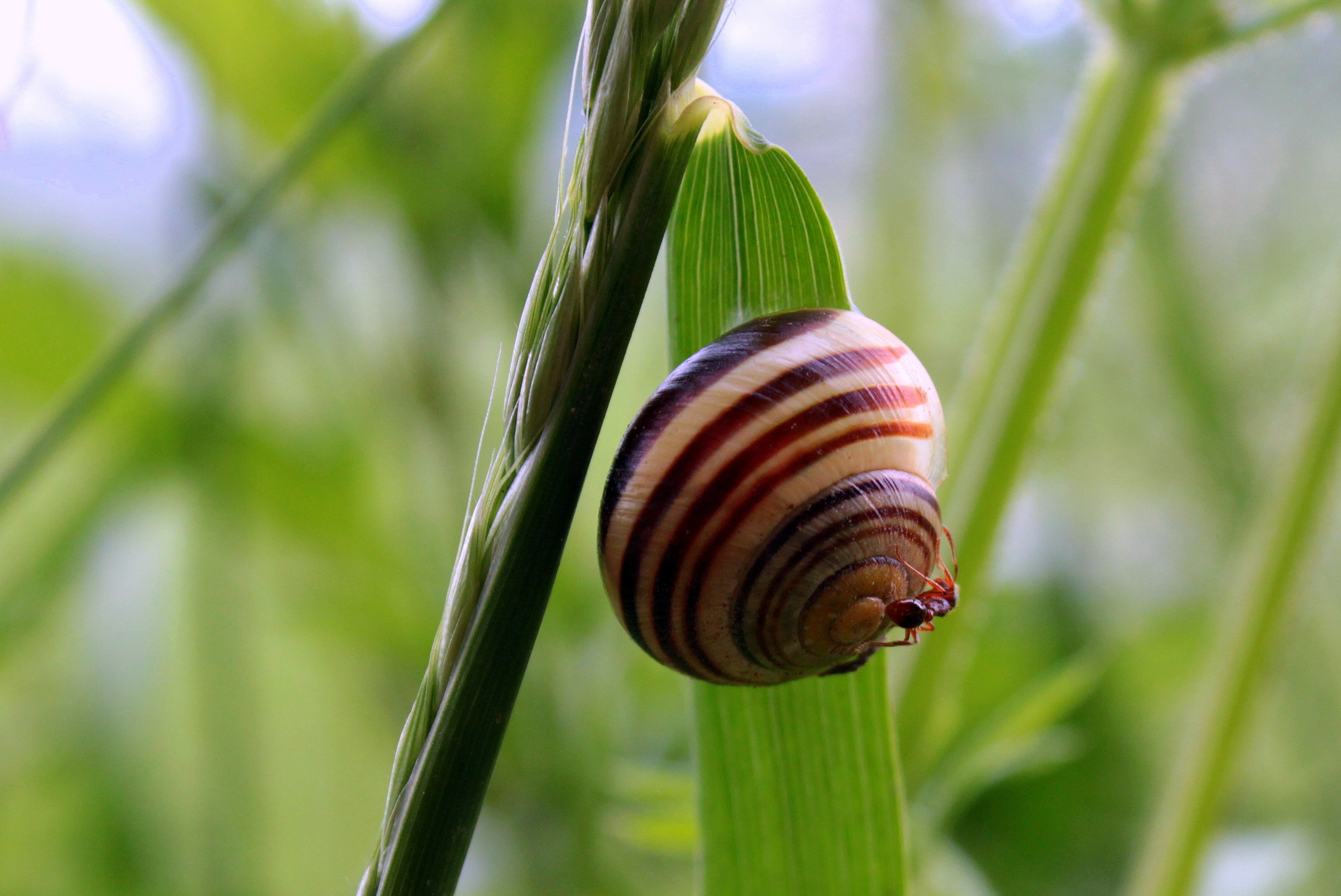 Snail shell photo