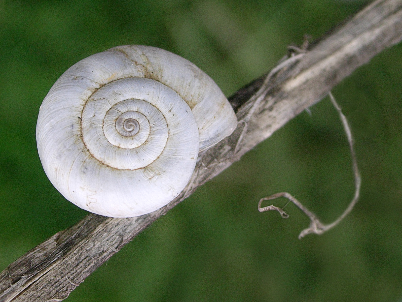 Snail Shell, Branch, Closeup, Green, Little, HQ Photo
