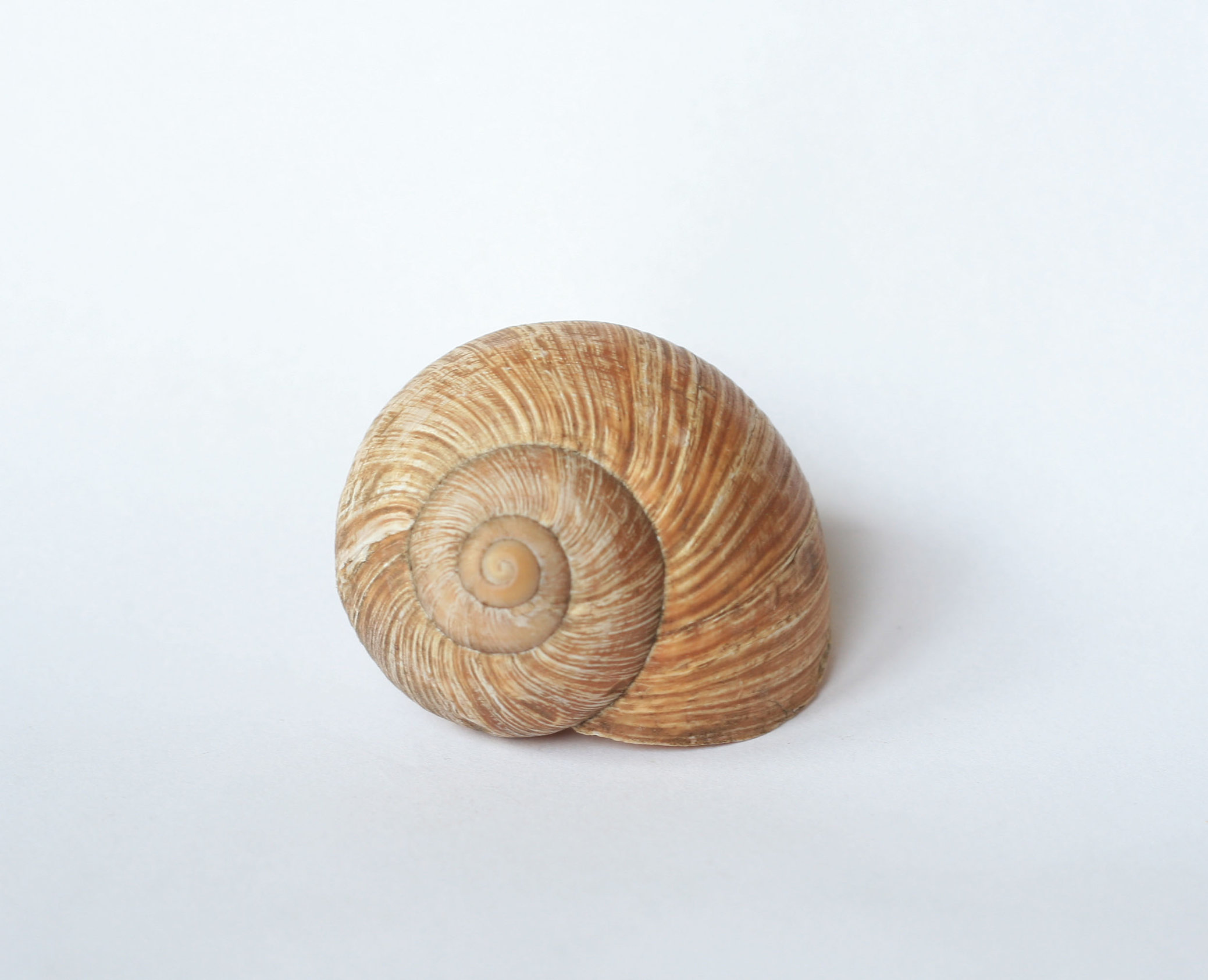 snail shell by doko-stock on DeviantArt
