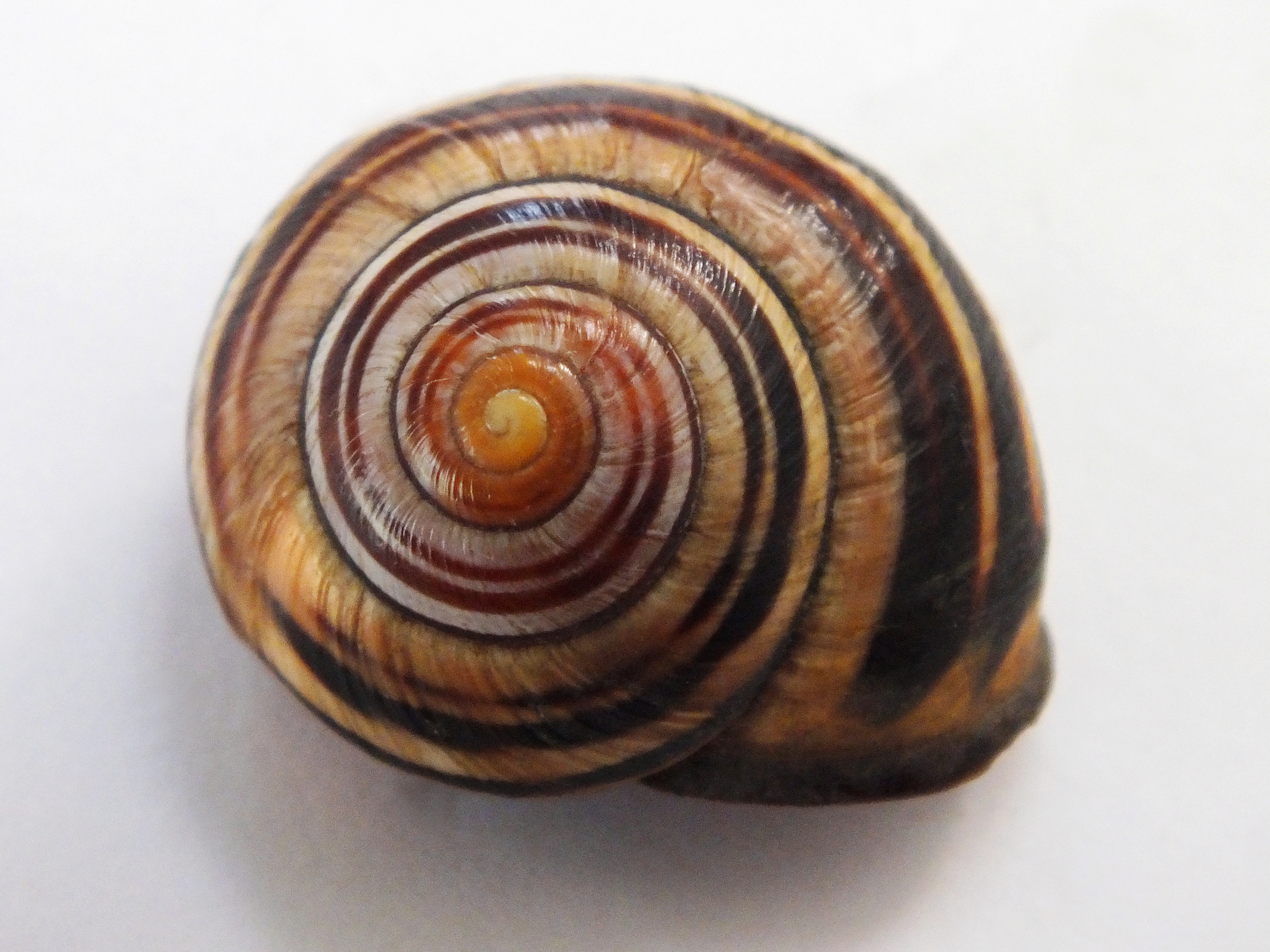Garden Snail Shell - wallpaper. | Illustration Research | Pinterest ...