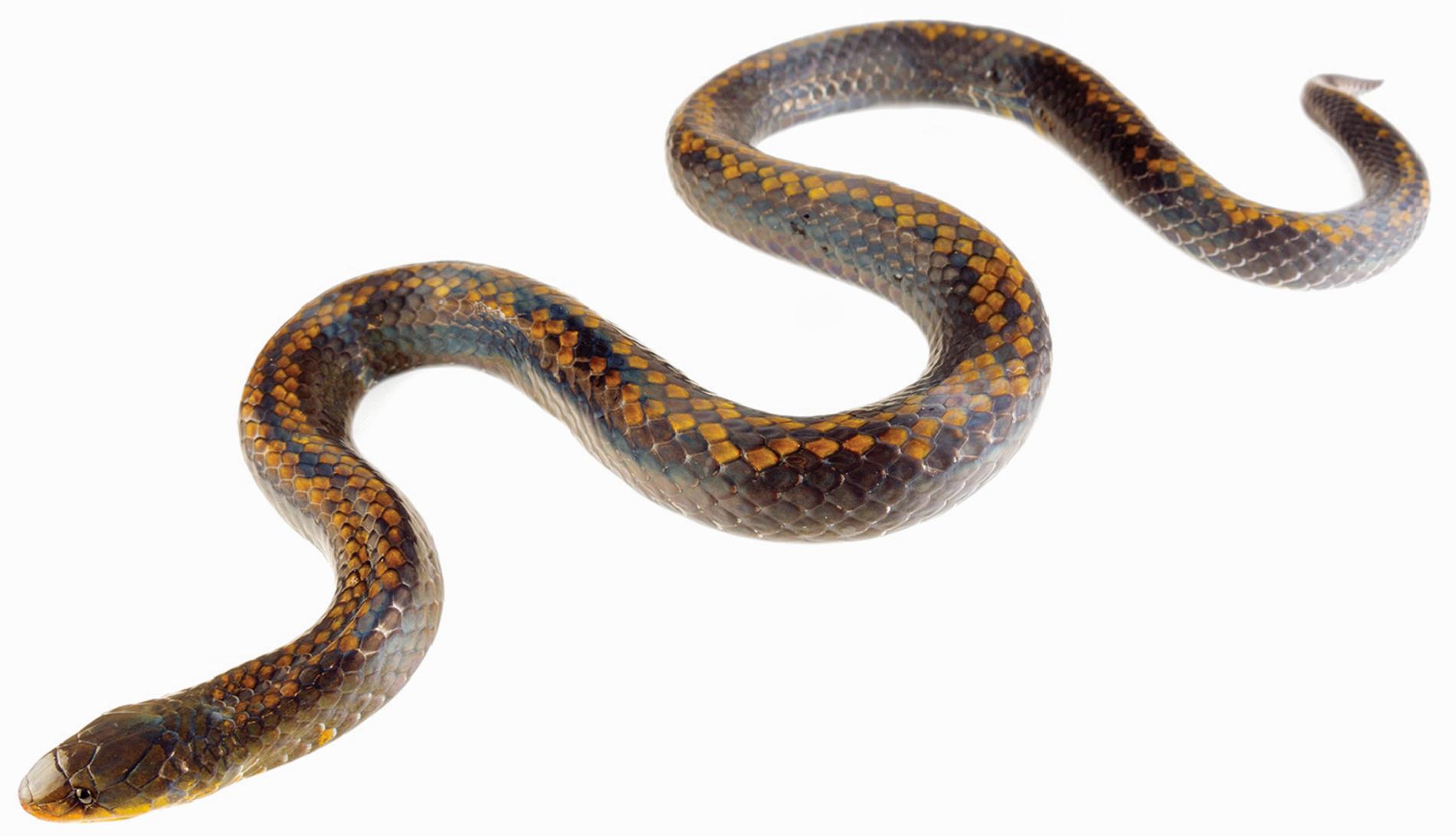 3 New Snakes Found, One Named for Underworld Monster