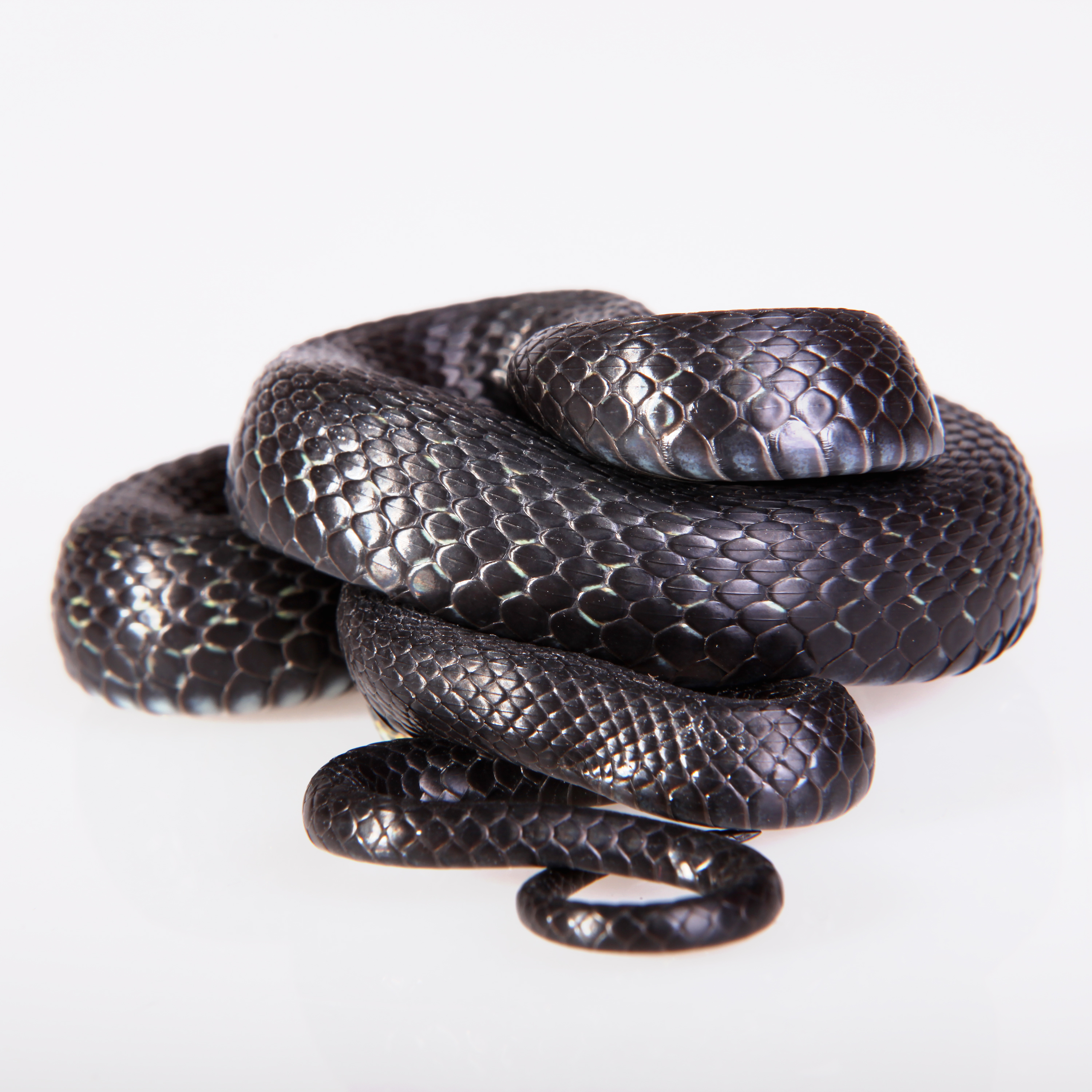 Music snake. Змеи фото. Скользкий змей. Черная змея с белыми кольцами. Очень красивые змеи чёрные.
