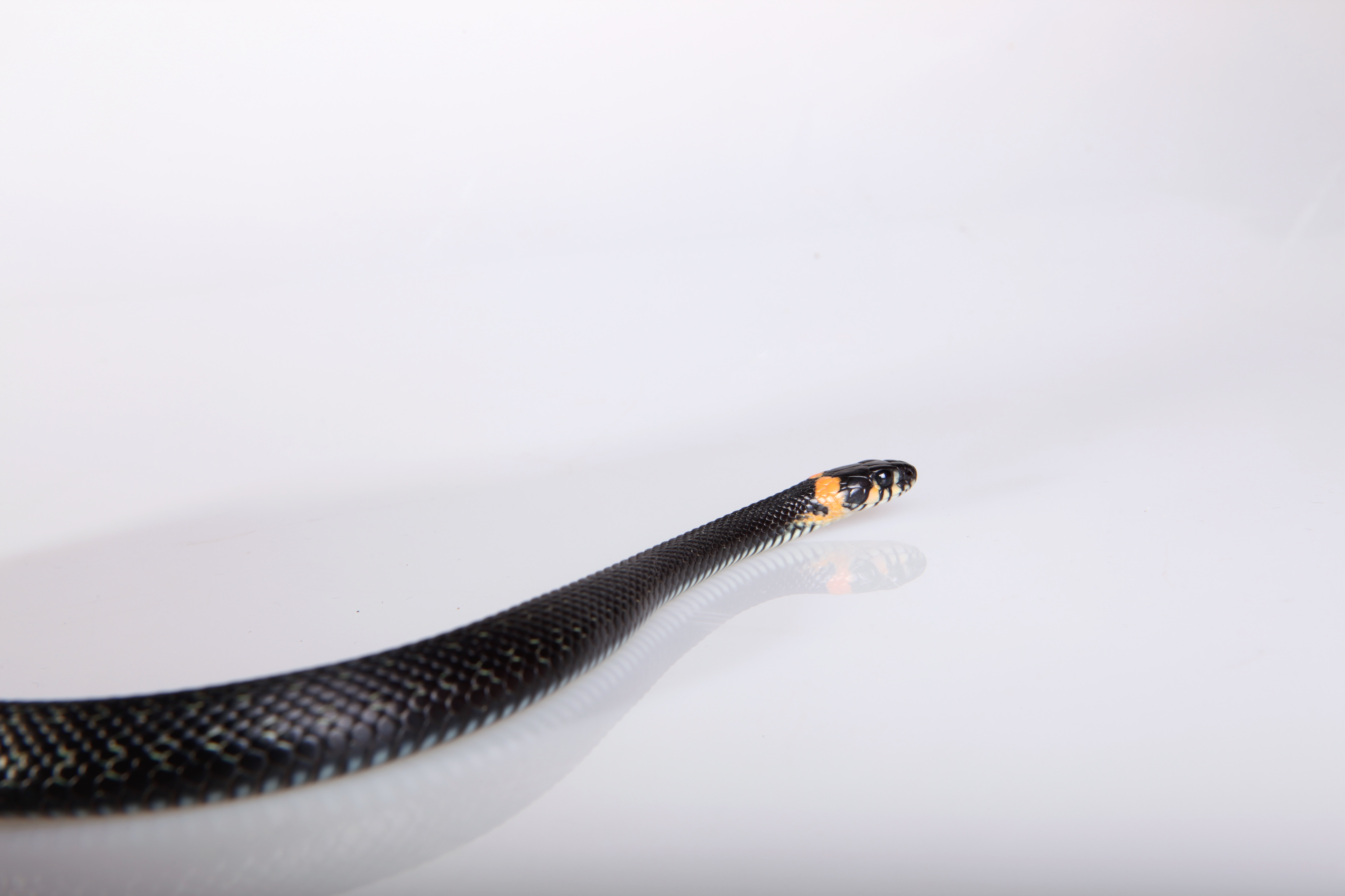Snake photo