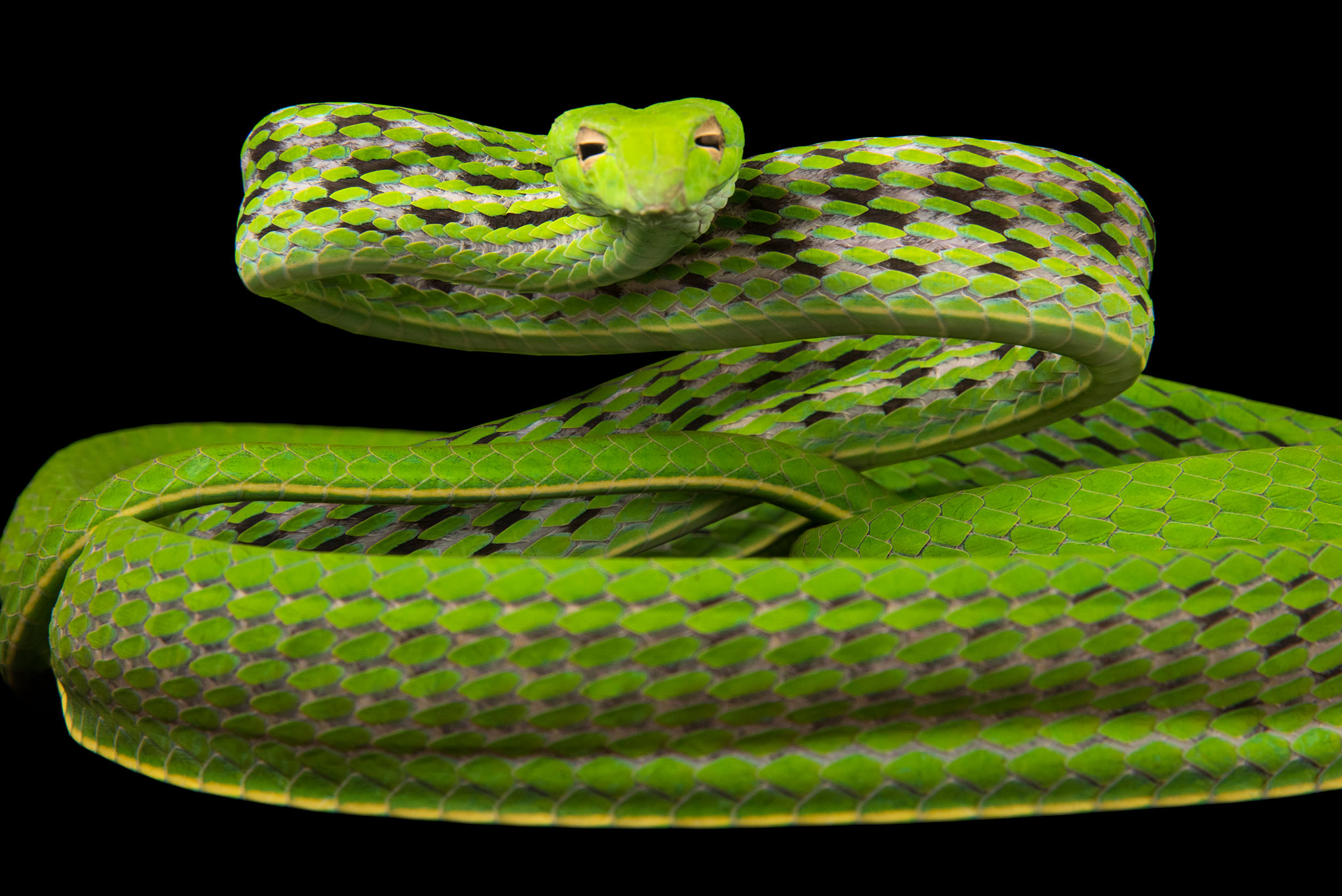 See 22 Spectacular Pictures of Snakes