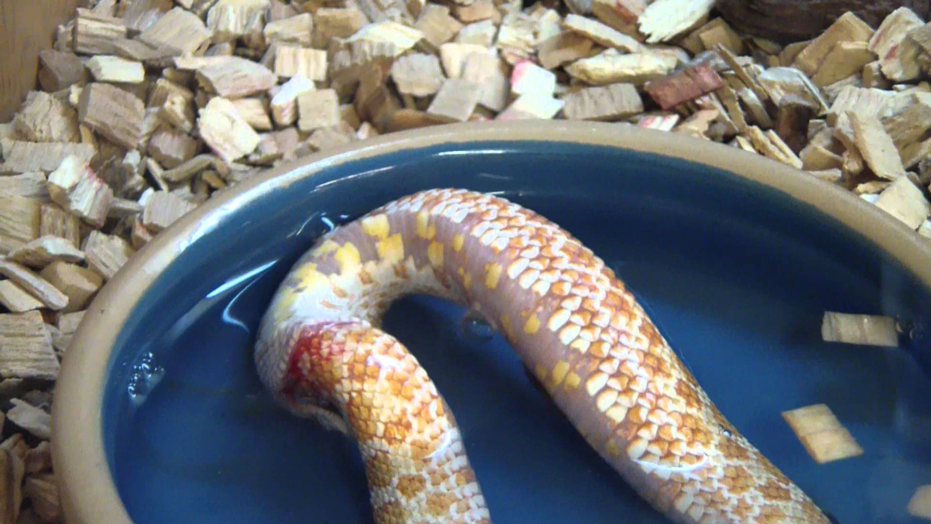 Original) Suicidal Snake eating itself - YouTube