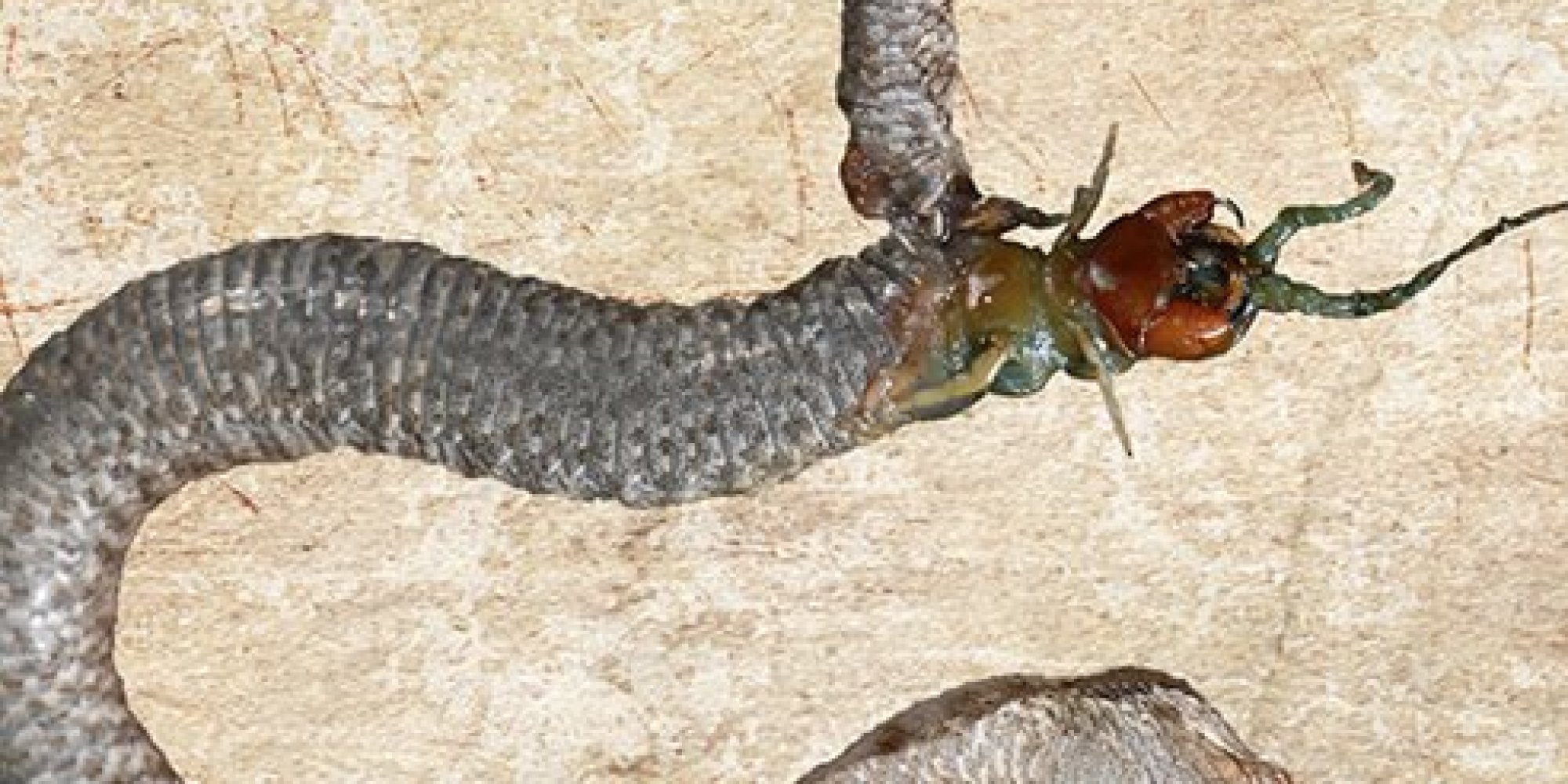 Centipede Eats Its Way Out Of Snake | HuffPost