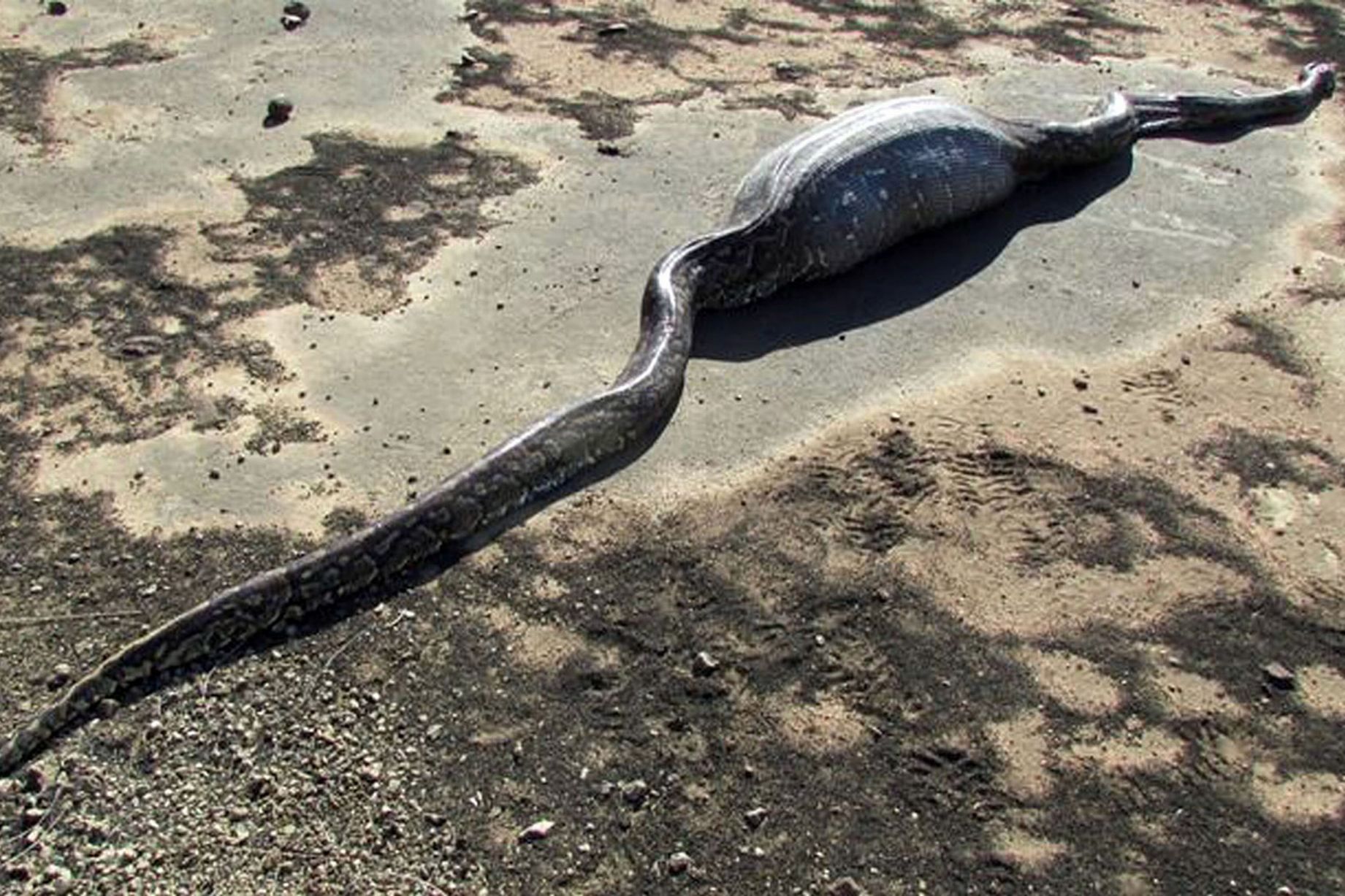 Python eats itself to death after its porcupine supper punctured its ...