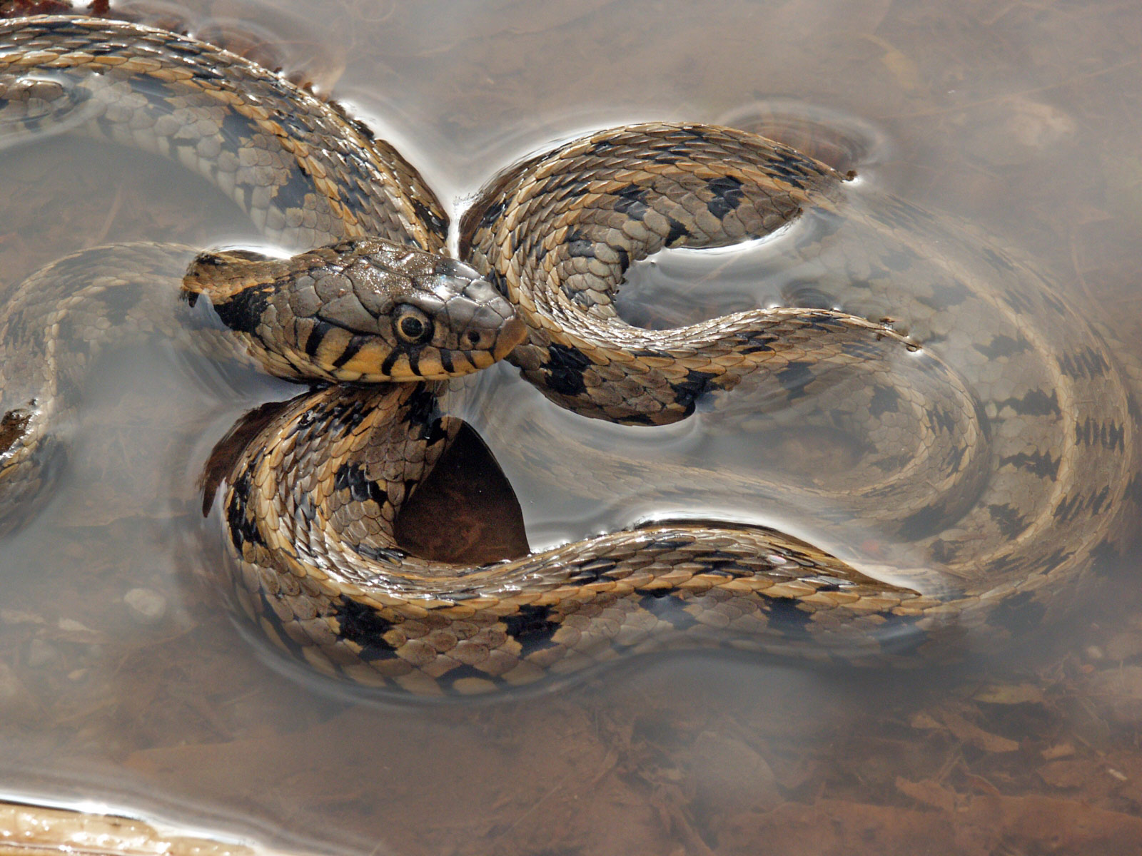 Snake in water photo