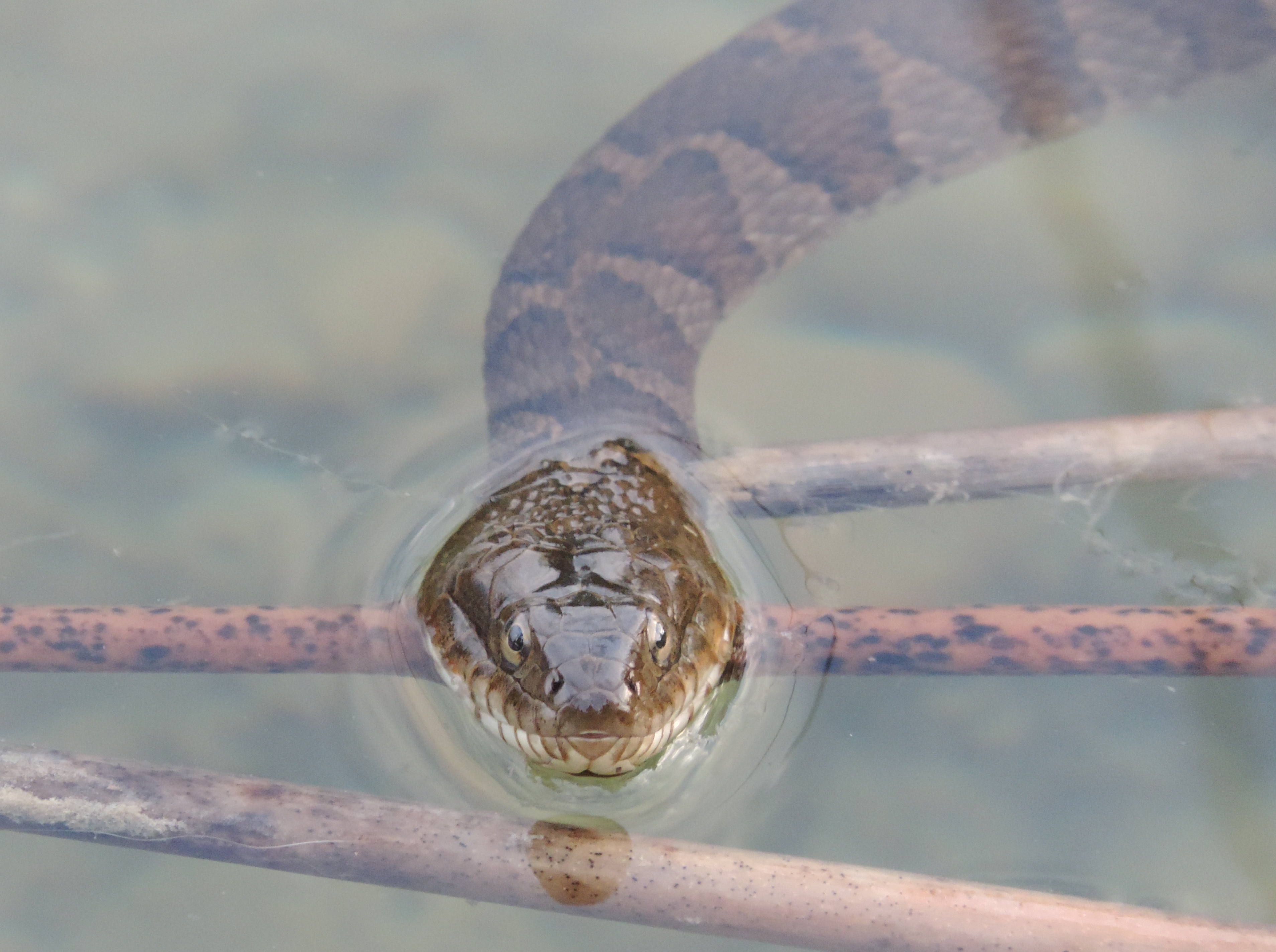 Northern Water Snakes and You – Oakland County Blog