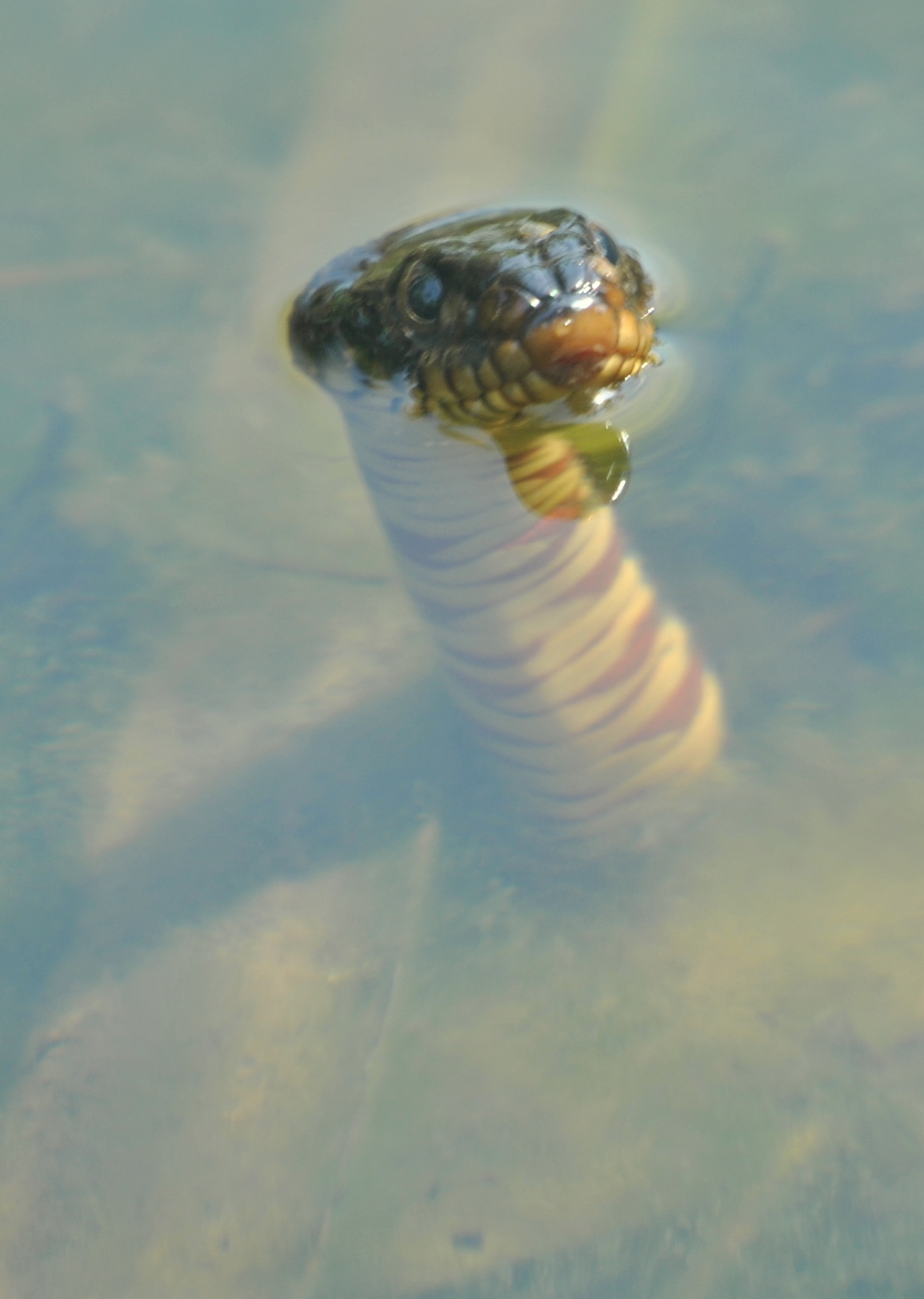 Water Snake – Middle of Everywhere