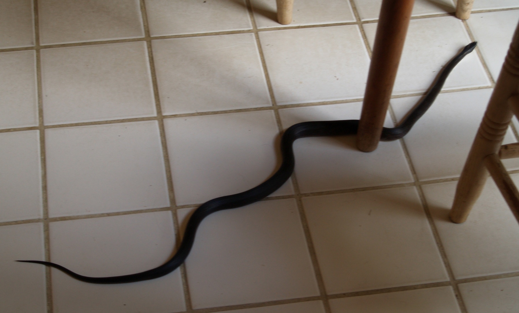 Snake on floor photo