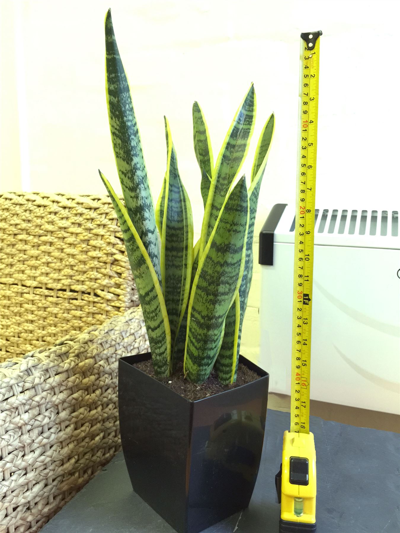 1 MOTHER IN LAW'S TONGUE GOOD LUCK SNAKE PLANT IN POT EVERGREEN ...