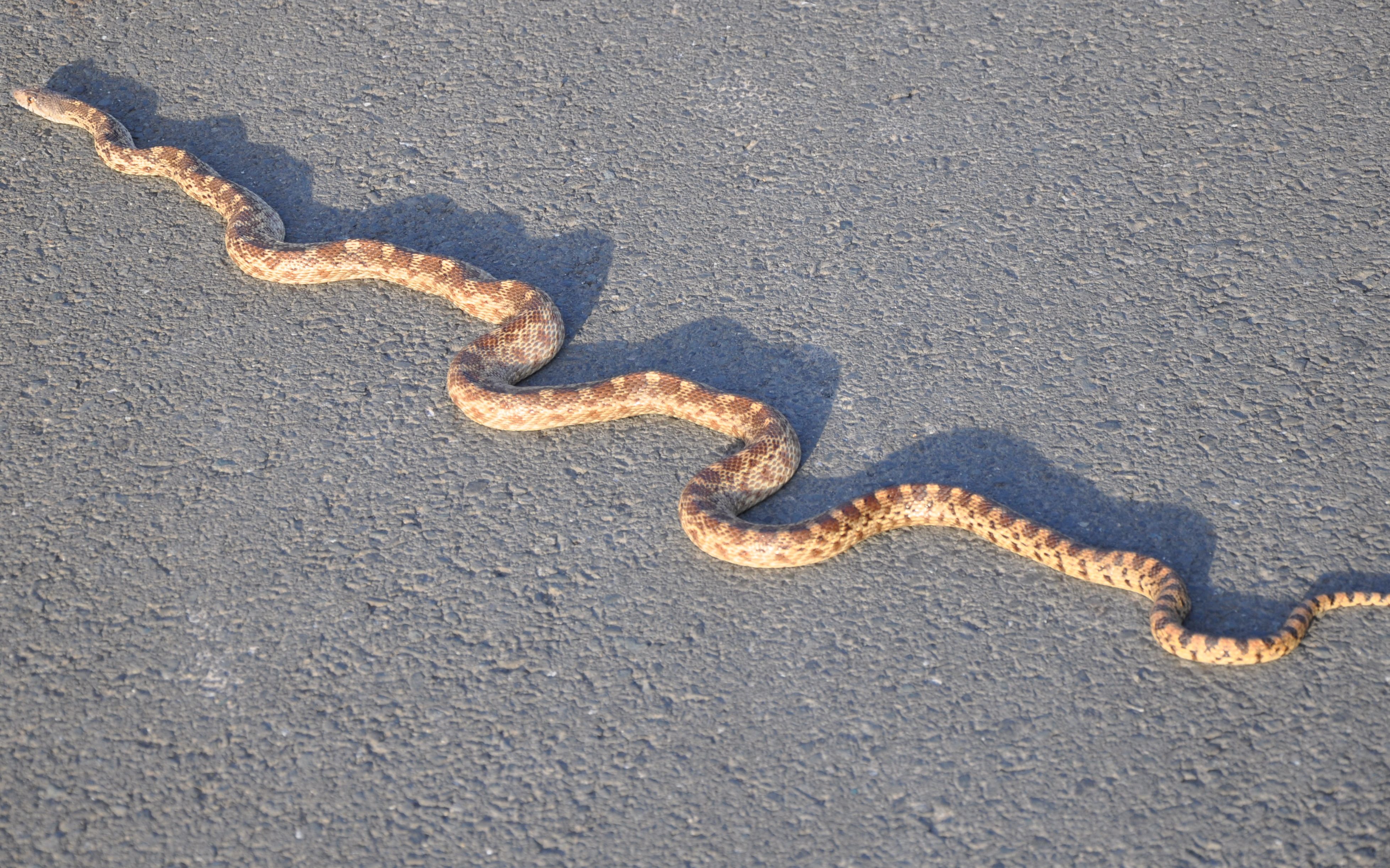A Gopher Snake on Pillow Road | Pillow Road