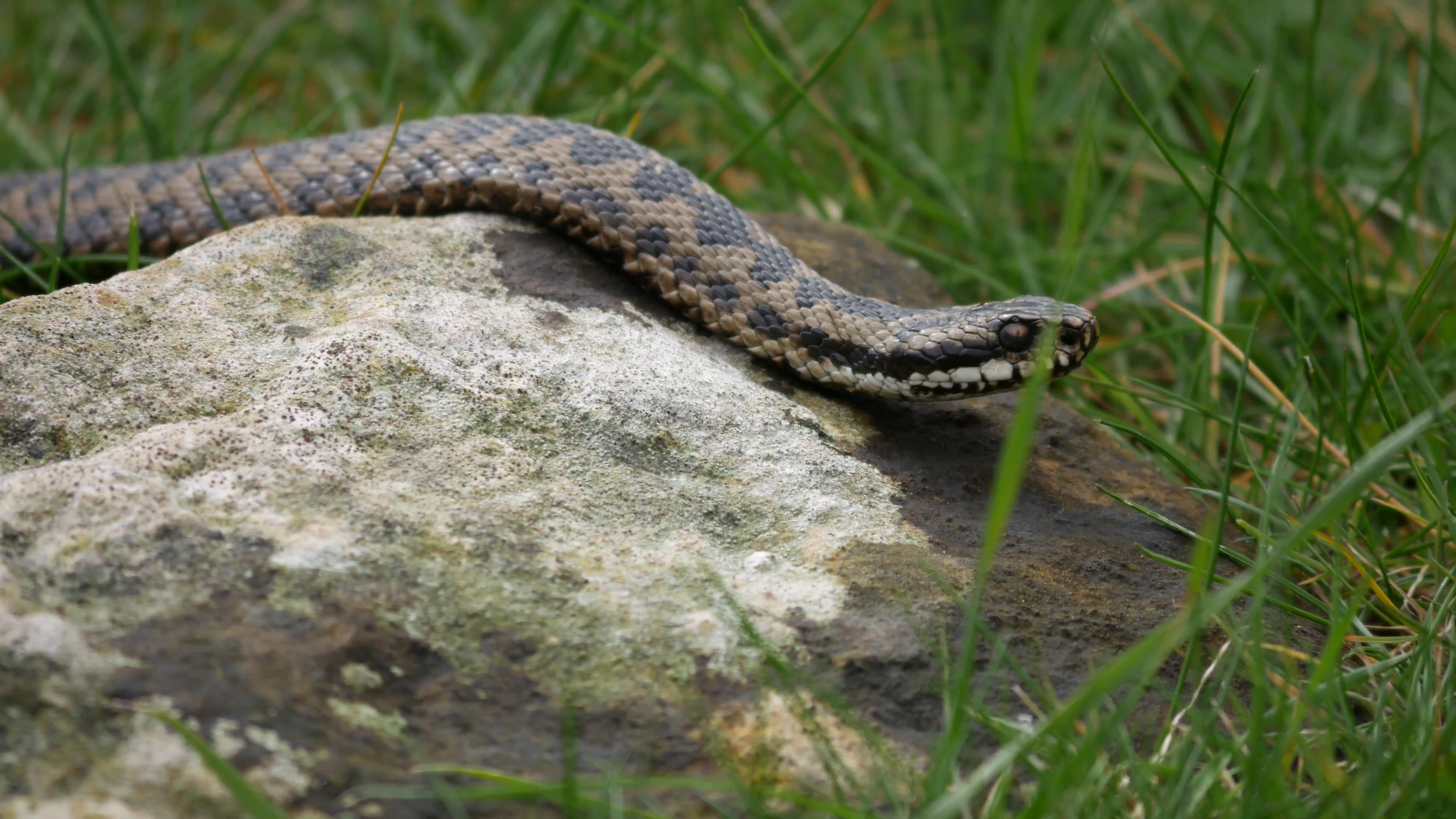 Adder Snake ( Vipera berus) Climbing Over a Rock Stock Video Footage ...