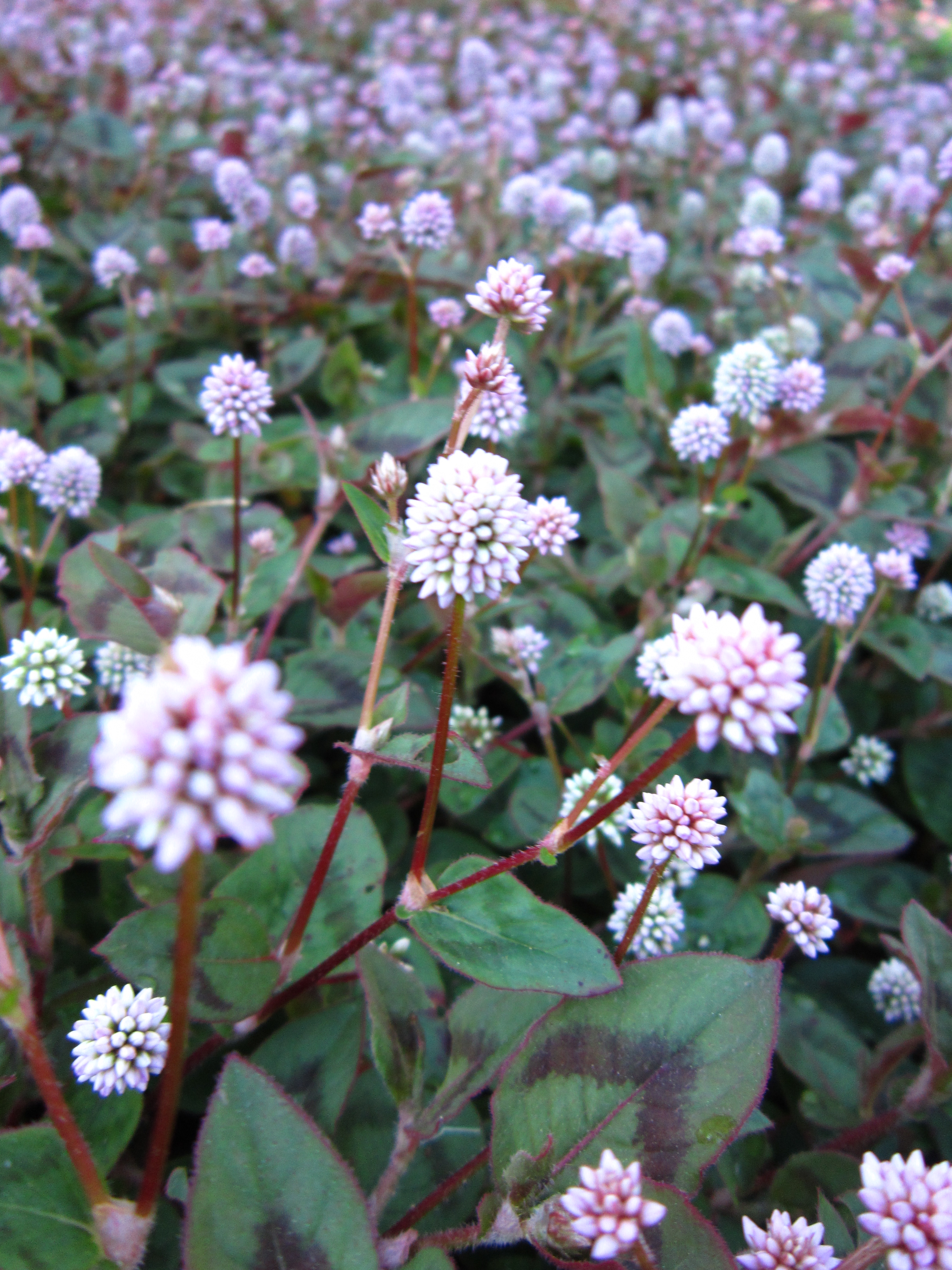 Pink Knotweed (Persicaria captitata), flowering groundcover for ...
