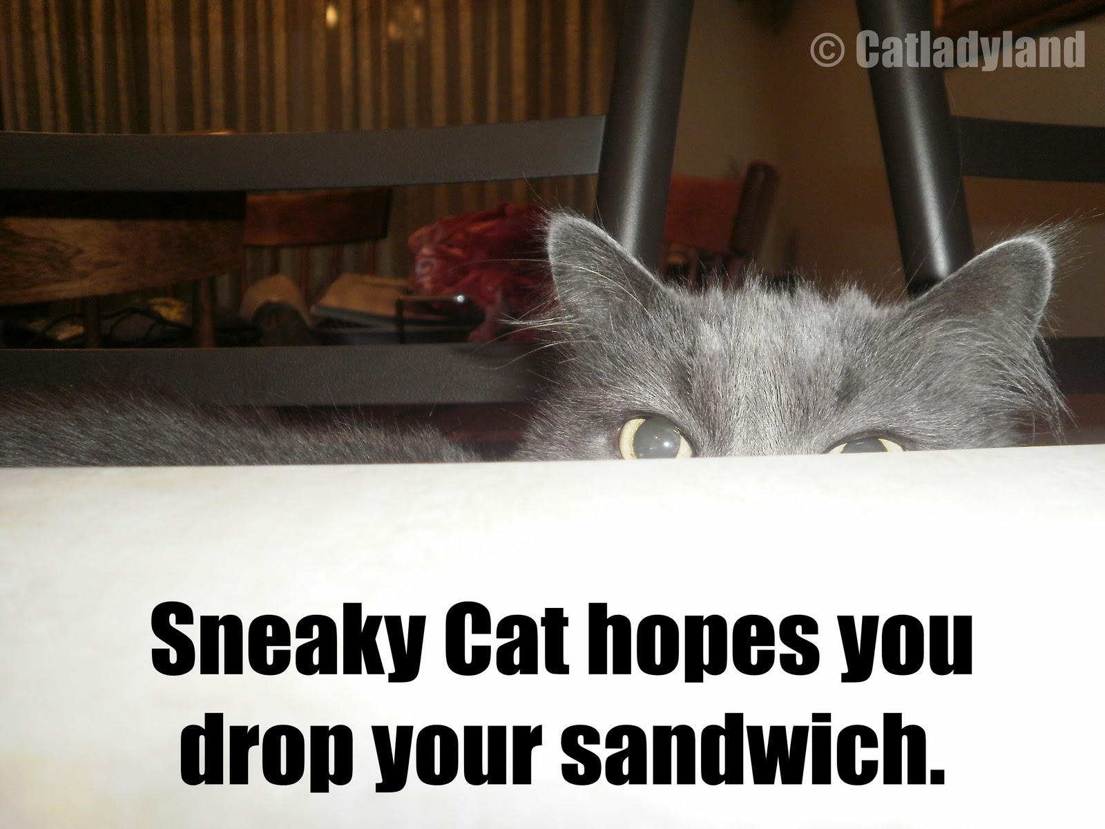 Catladyland: Cats are Funny: Sneaky Peeky!