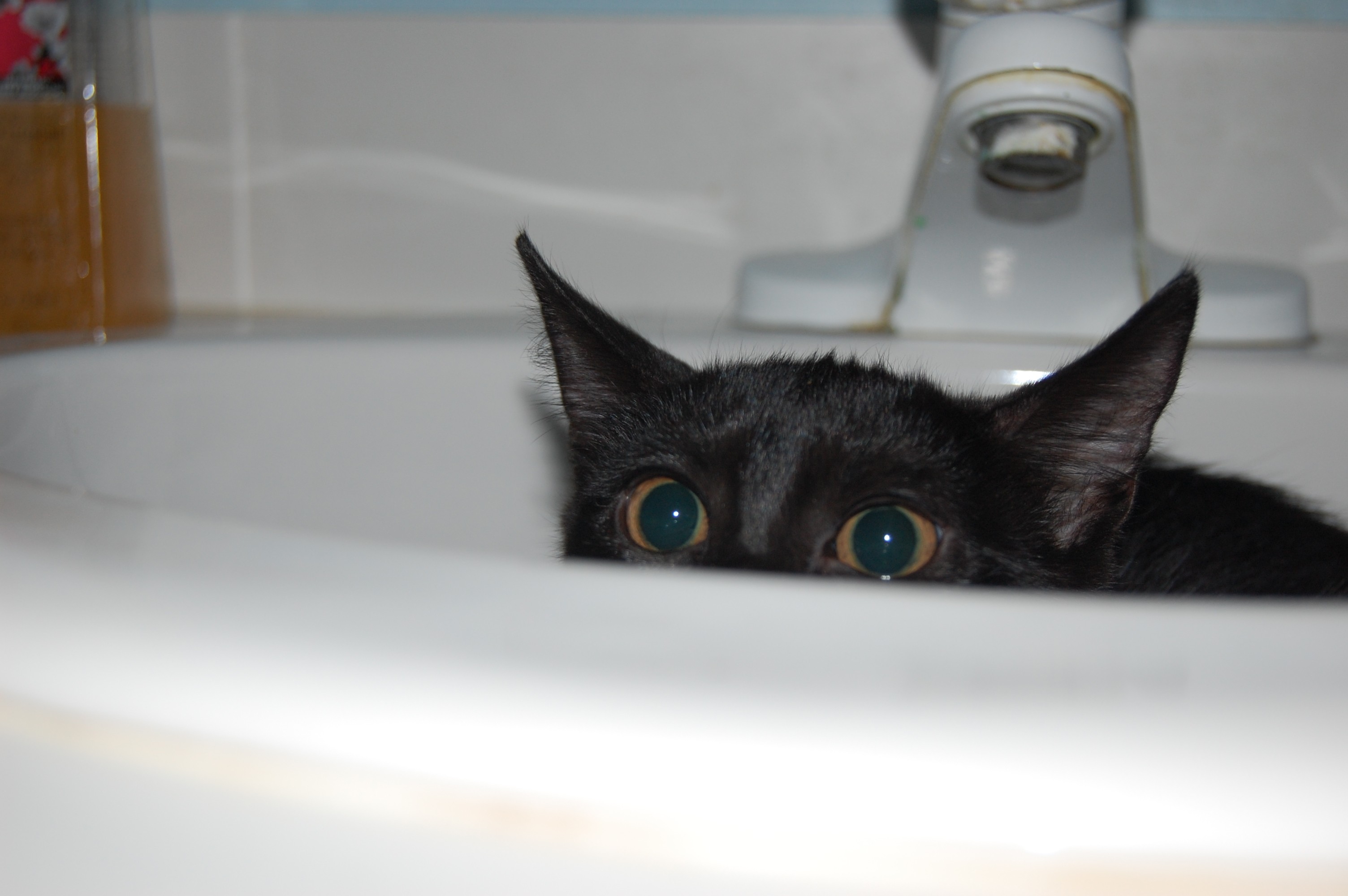 Black Sneaky Kitty Kitten White Sink Cute Bathroom Adorable Cat ...