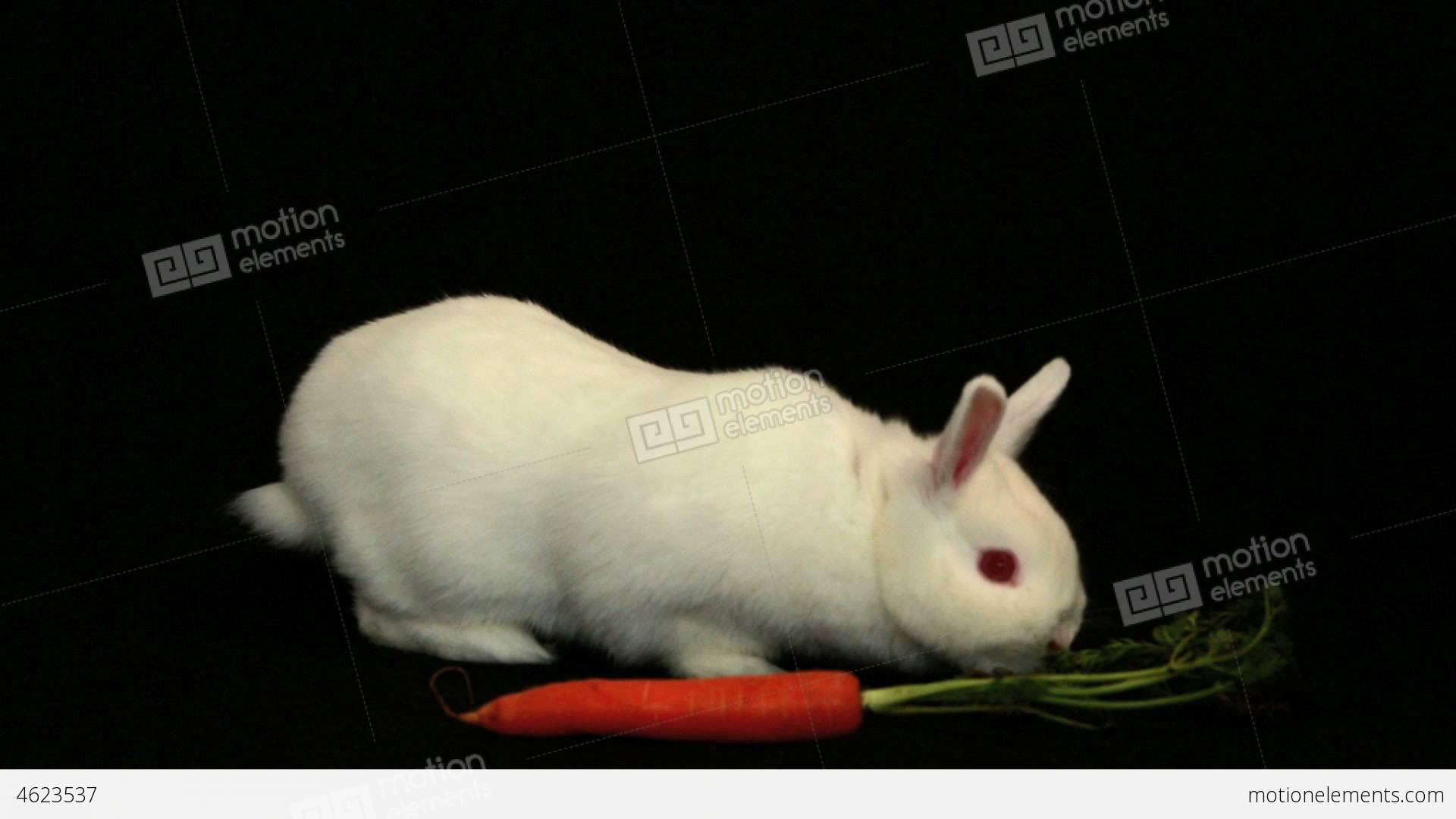 White Bunny Rabbit Sniffing Around A Carrot Stock video footage ...