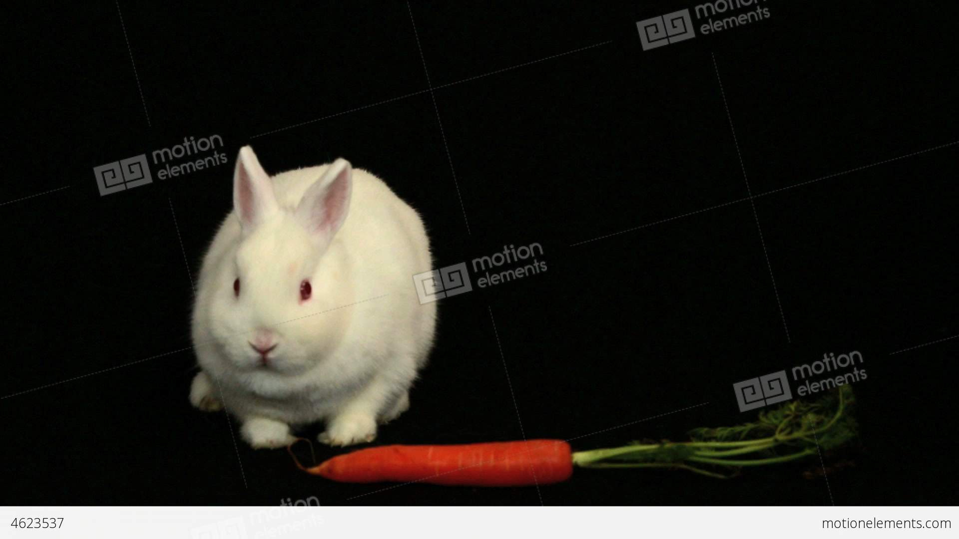 White Bunny Rabbit Sniffing Around A Carrot Stock video footage ...