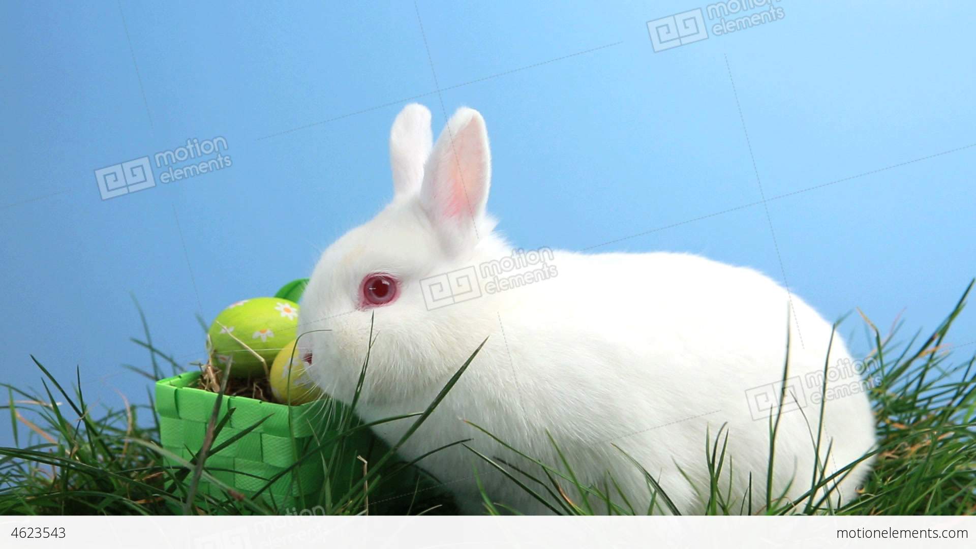 White Bunny Rabbit Sniffing Around The Grass And B Stock video ...