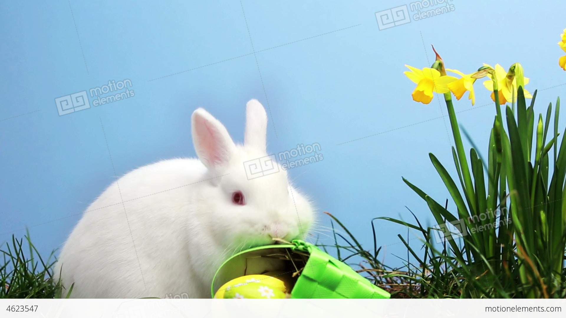 Bunny Rabbit Sniffing Around The Grass With Daffod Stock video ...