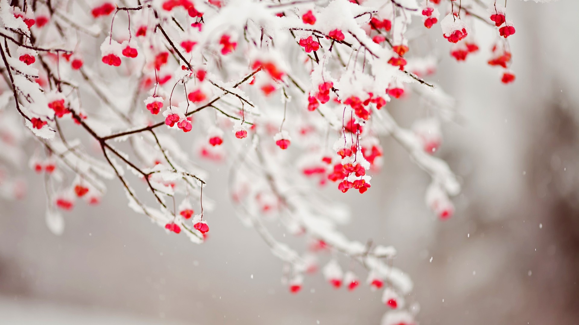Snow and berries photo