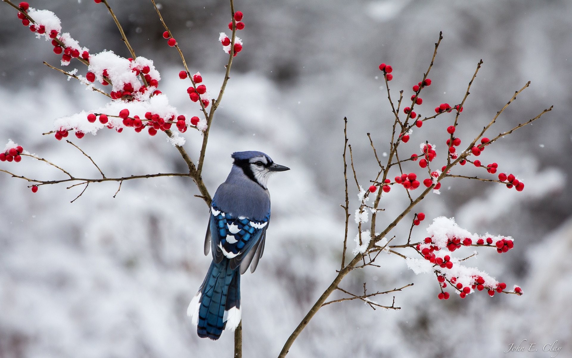 Birds: Jay Berries Snow Bird Winter Branch Hd Photos Of for HD 16:9 ...