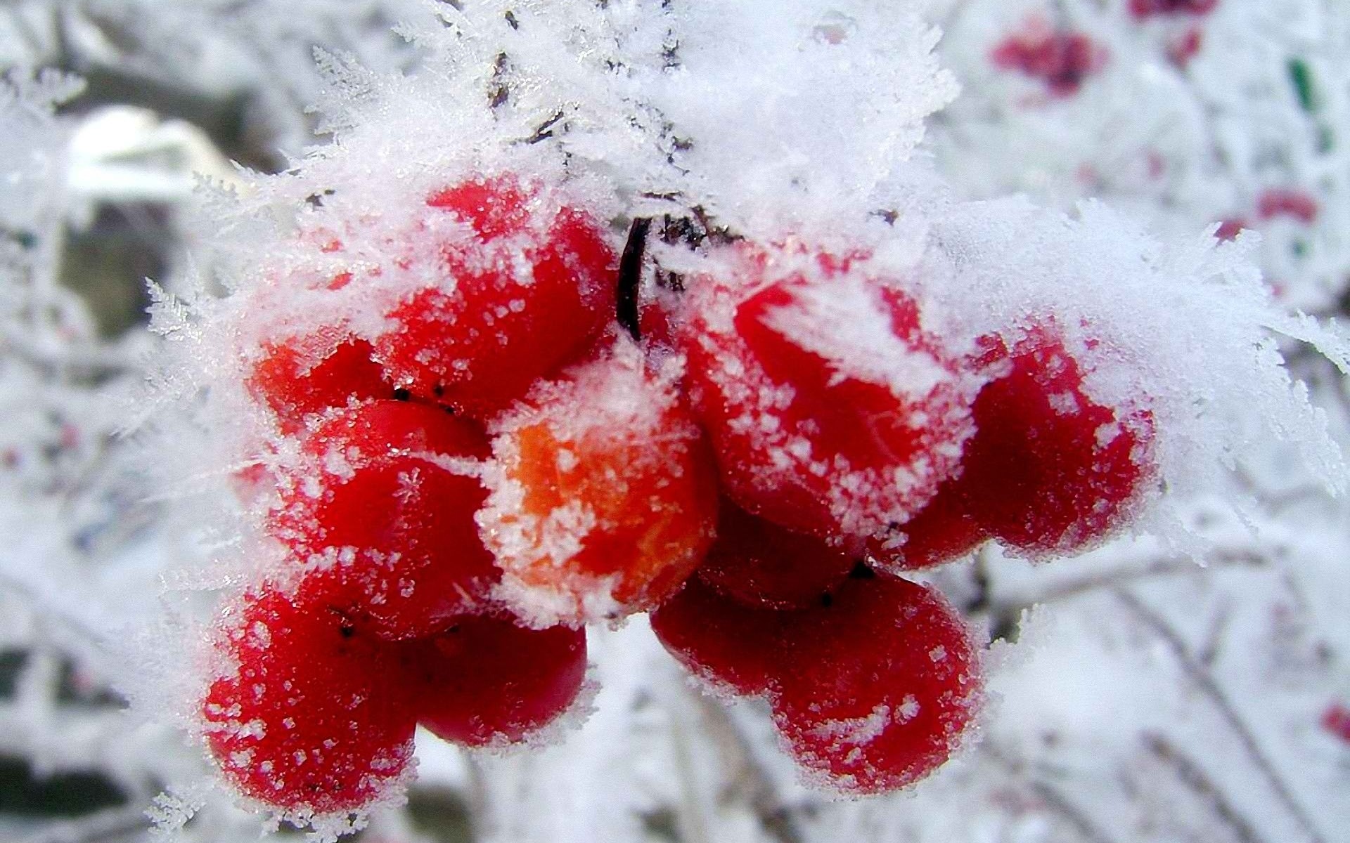 Plants: Fruits First Winter Red Cranberry Berries Nature Snow ...