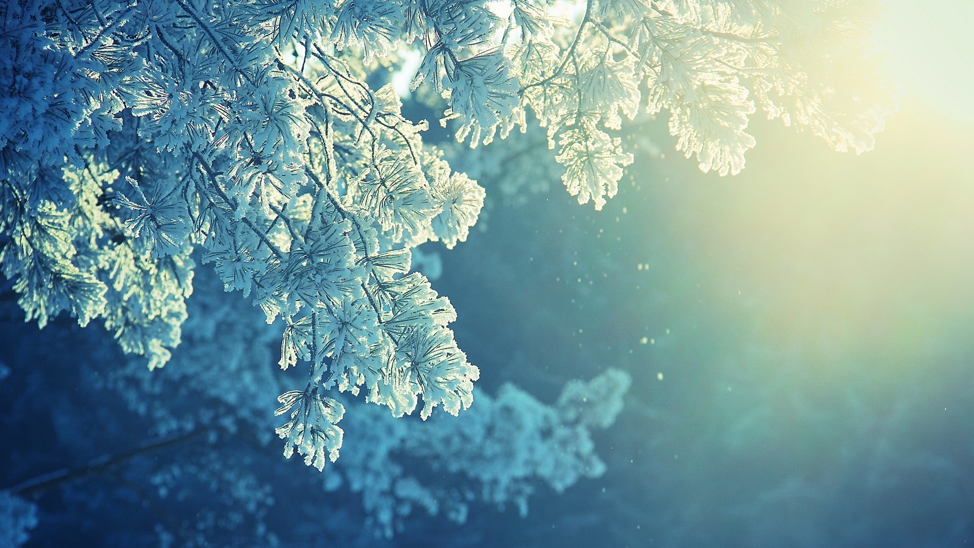 Wallpaper snow, branch, morning, winter, sunlight, frost desktop ...