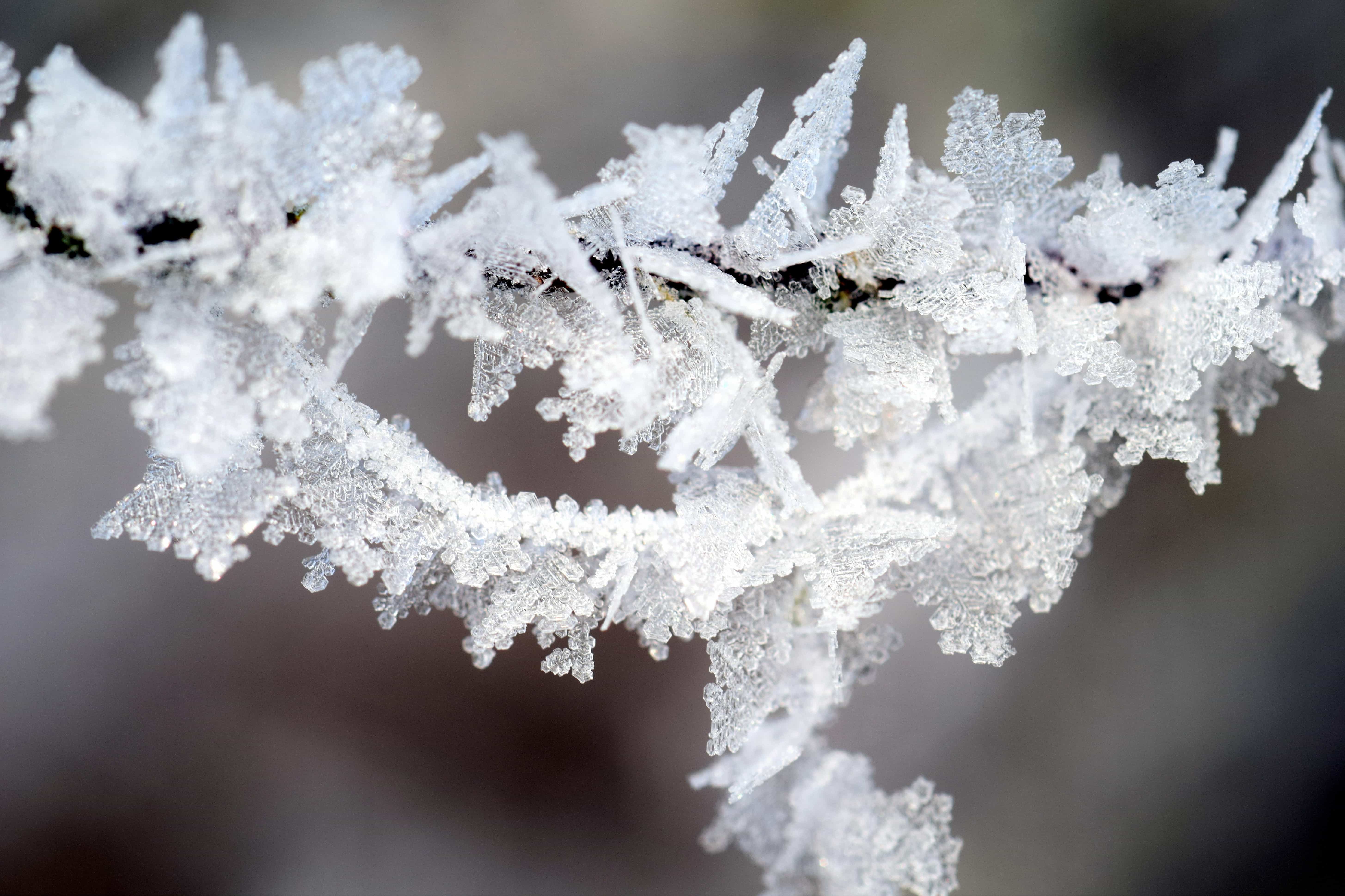 Free picture: winter, snowflake, macro, crystal, frost, branch ...