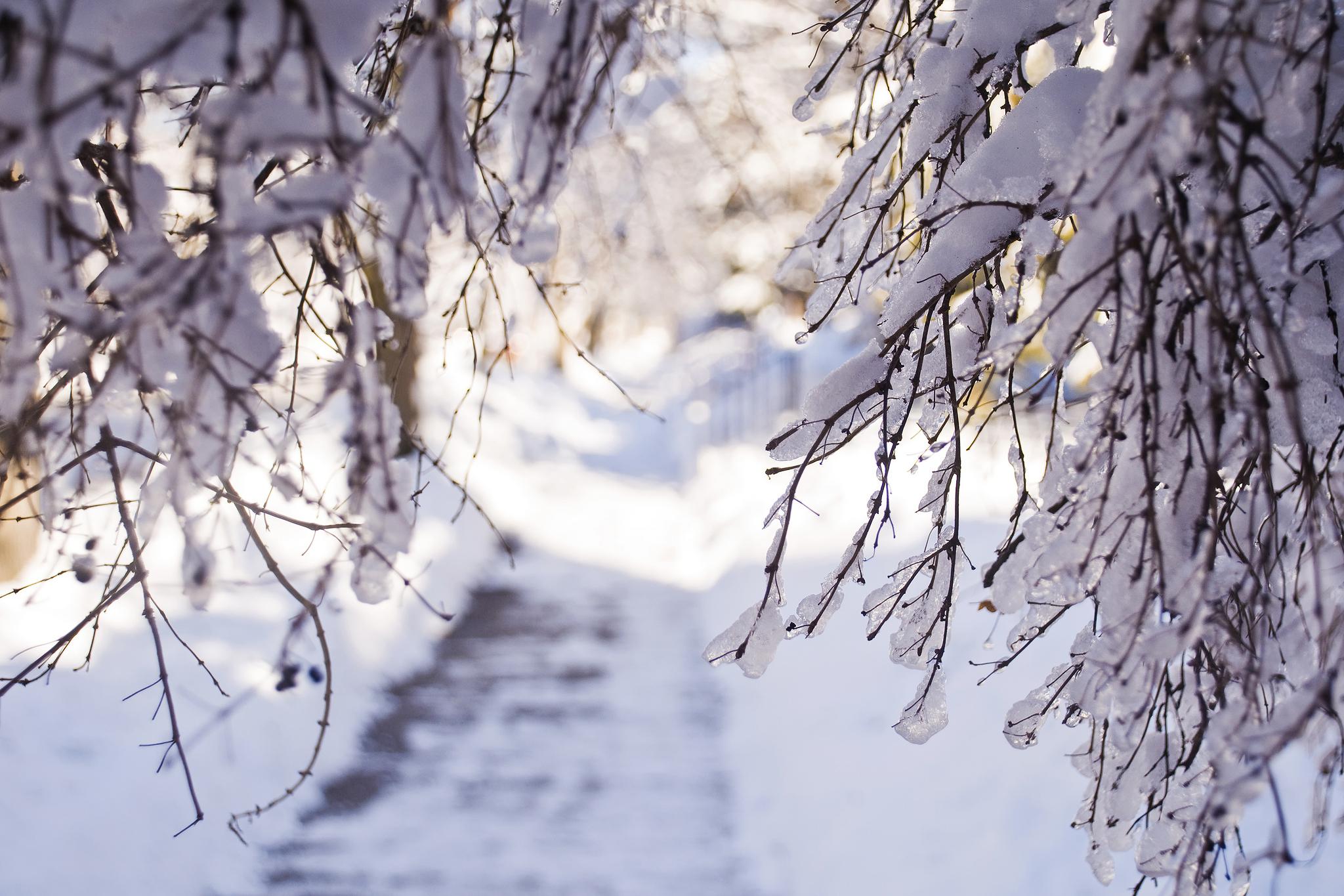 HD Winter Snow Branches Light Desktop Background Images Wallpaper ...
