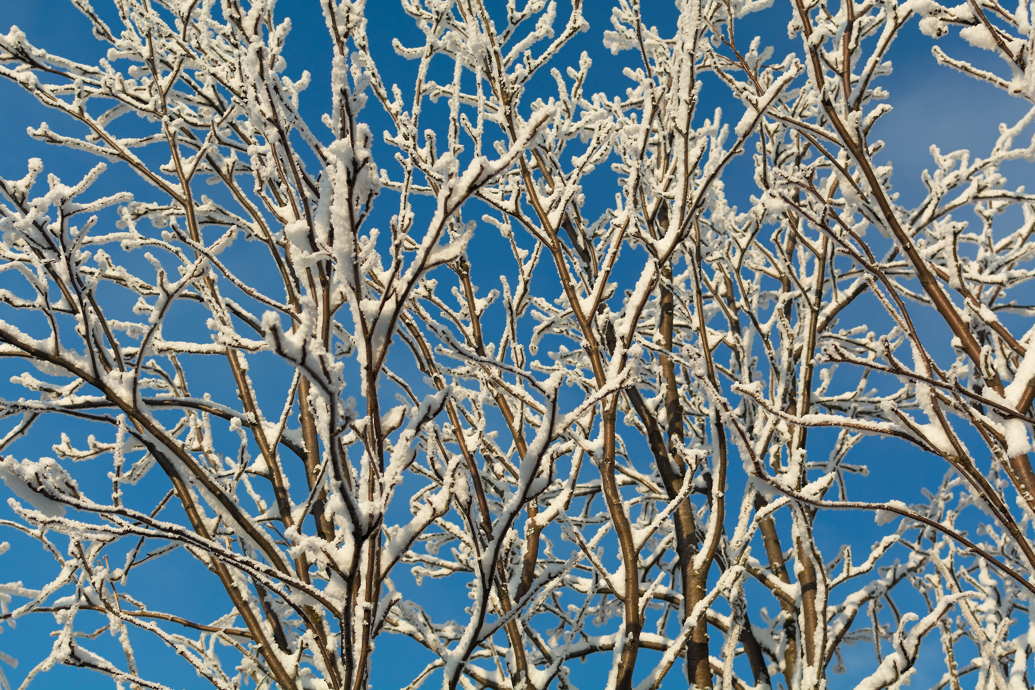 Free Image: Snow covered tree branches against the blue sky ...