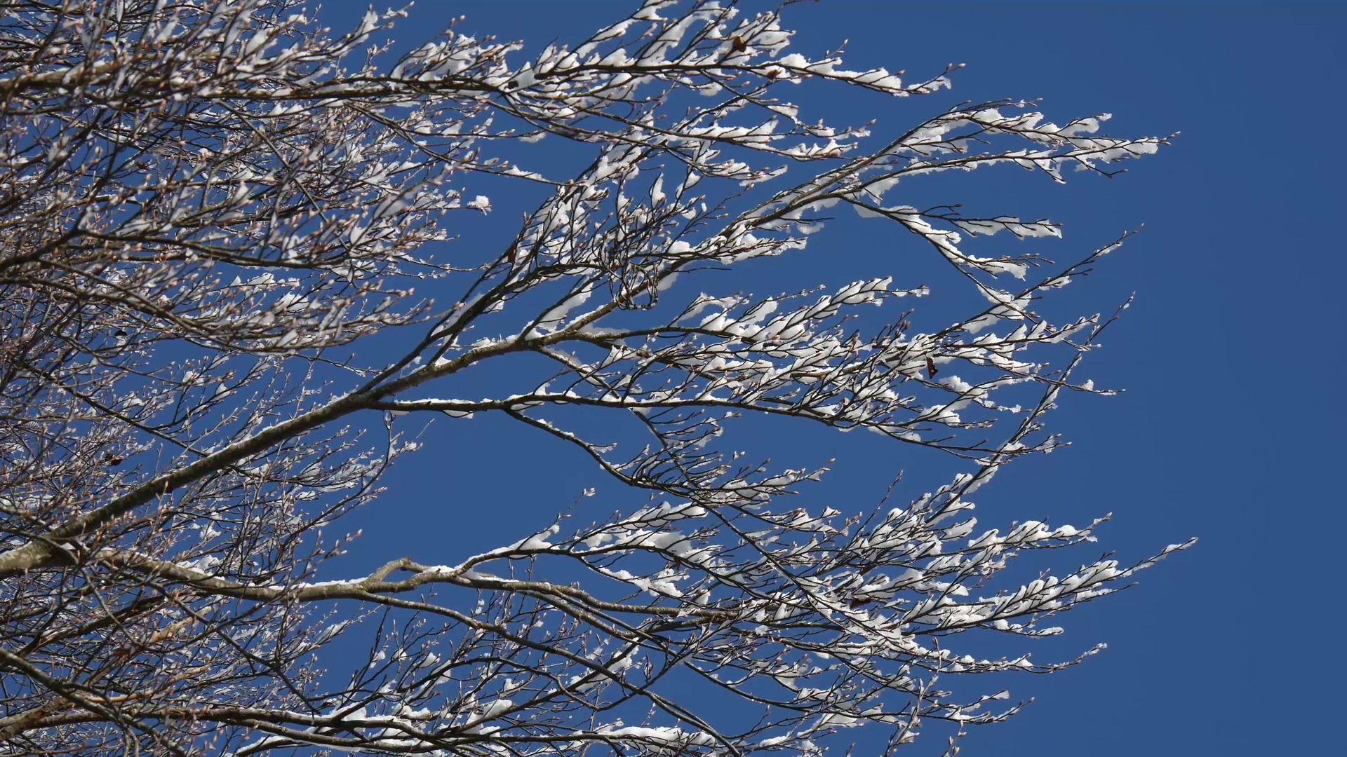 branches of trees in a woods covered with snow Stock Video Footage ...