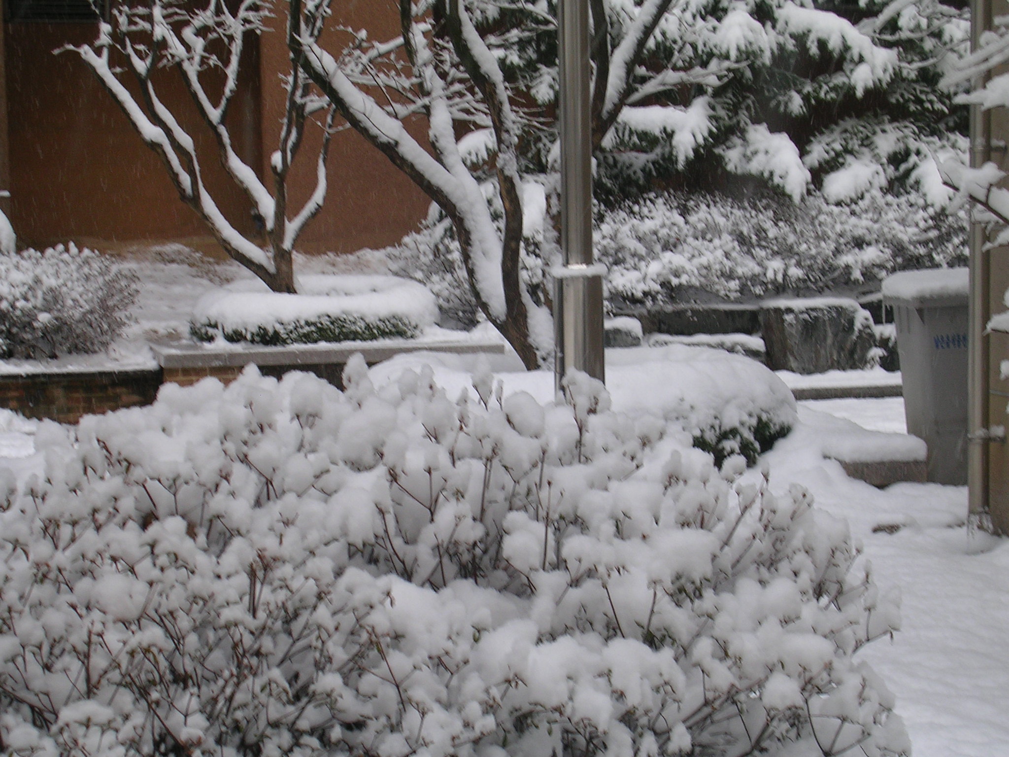 File:Snow on bushes.JPG - Wikimedia Commons