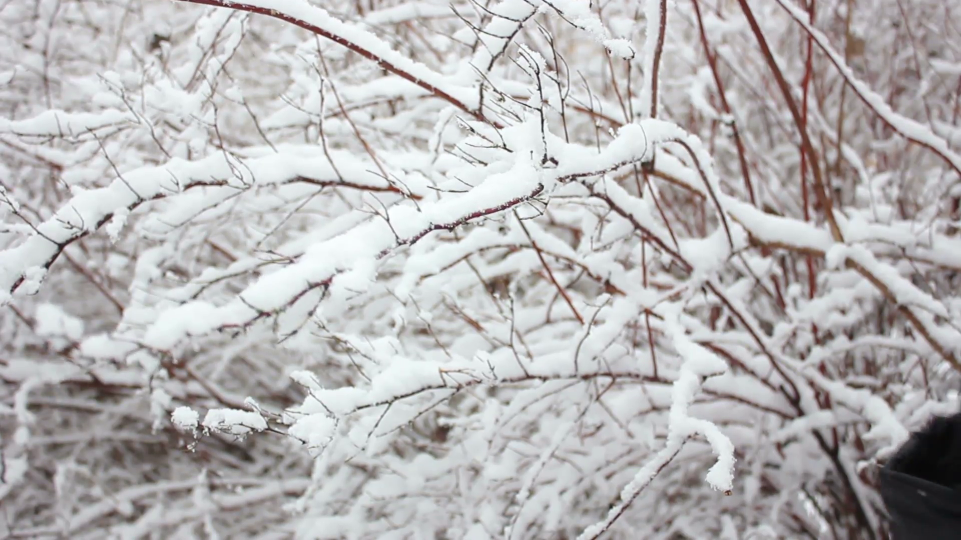 Touching Snow on the Bushes Stock Video Footage - Videoblocks